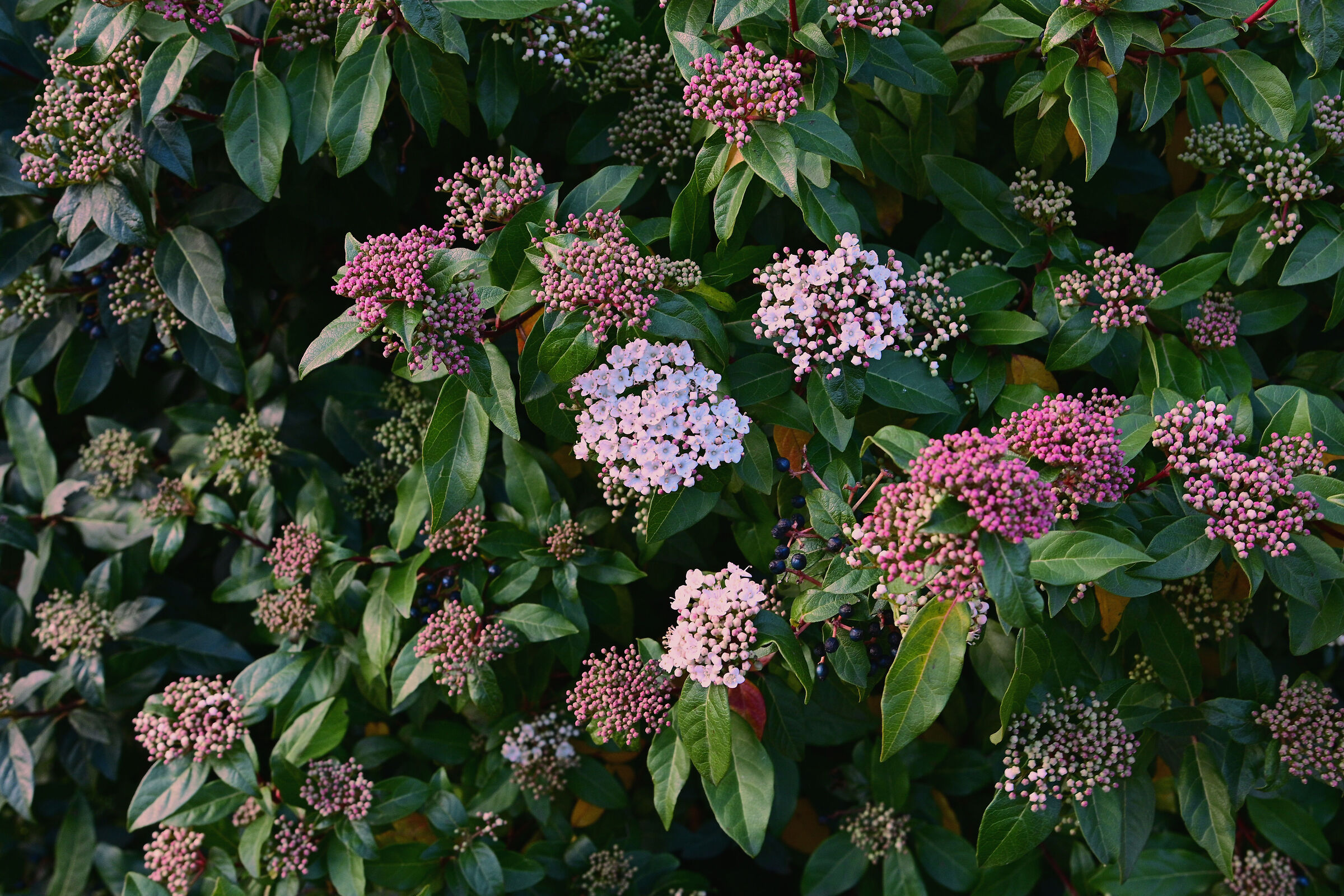 multicolor bush