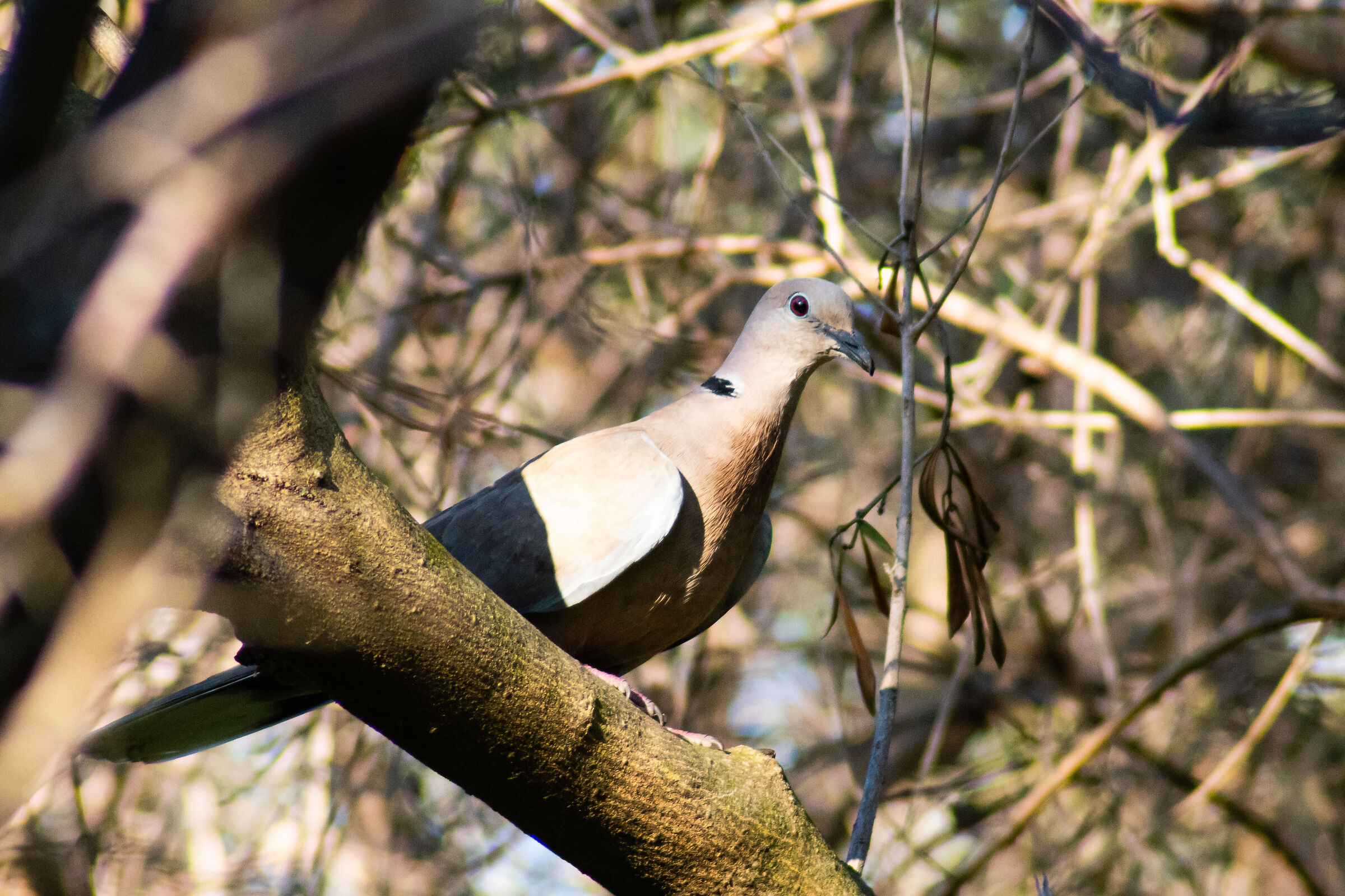 Turtle Dove