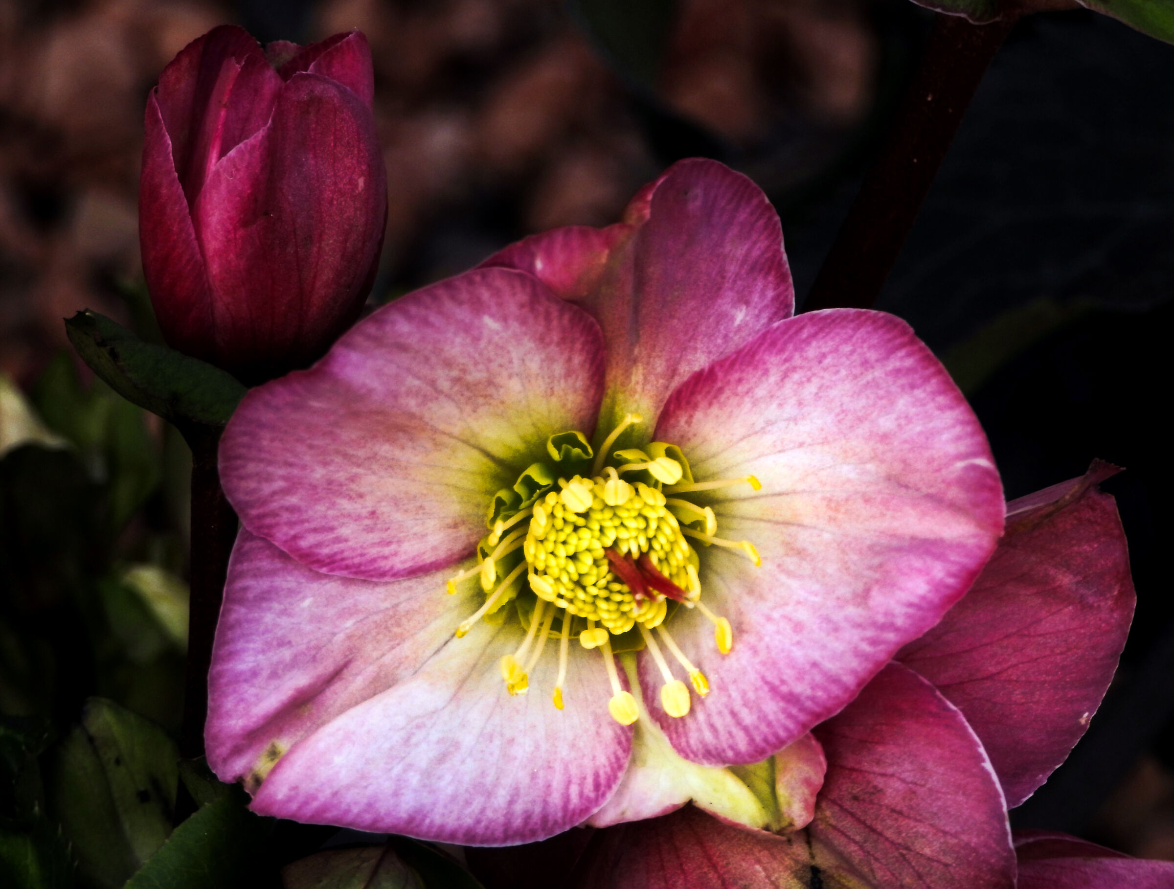 Nuovi ibridi di Helleborus  (H. x glandorfensis)