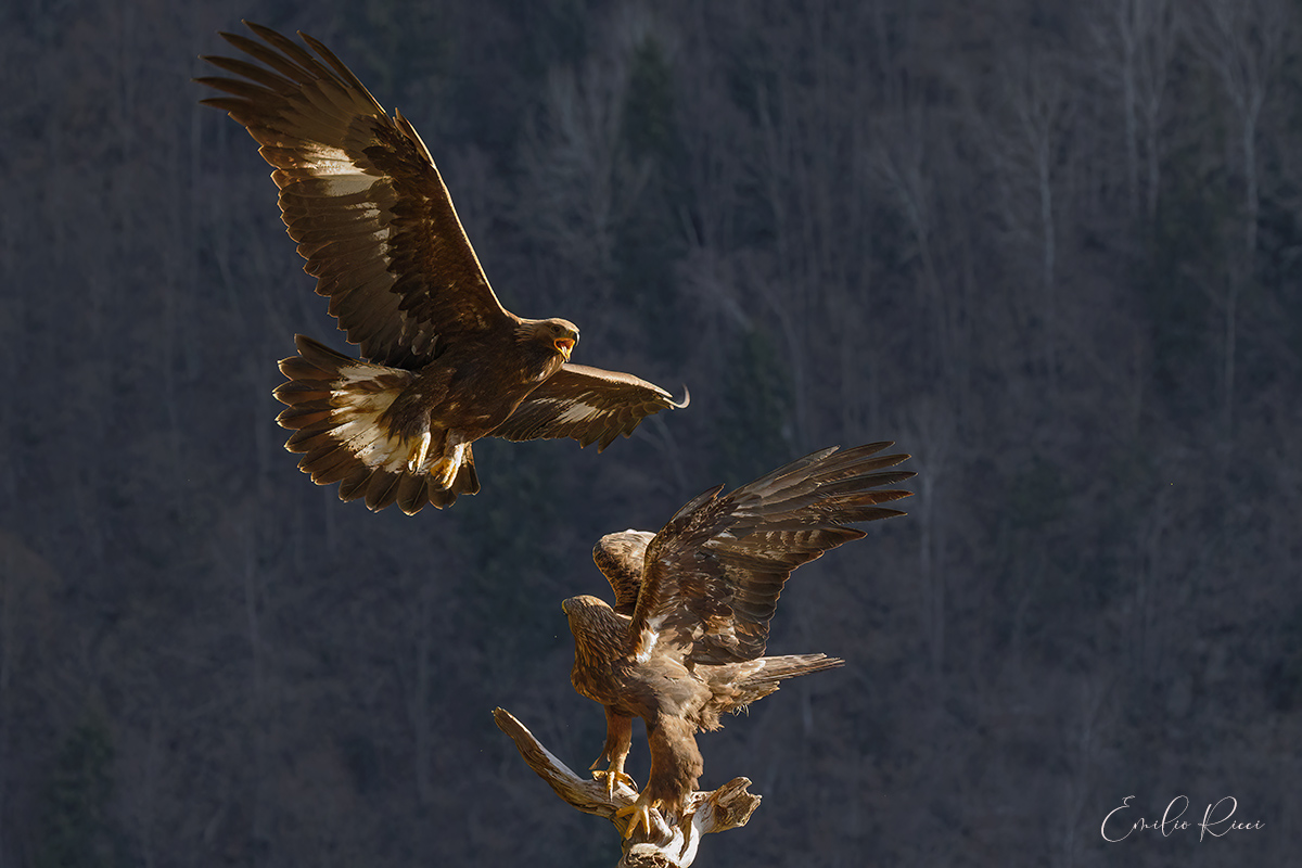 Aquile reali Alpi Italiane
