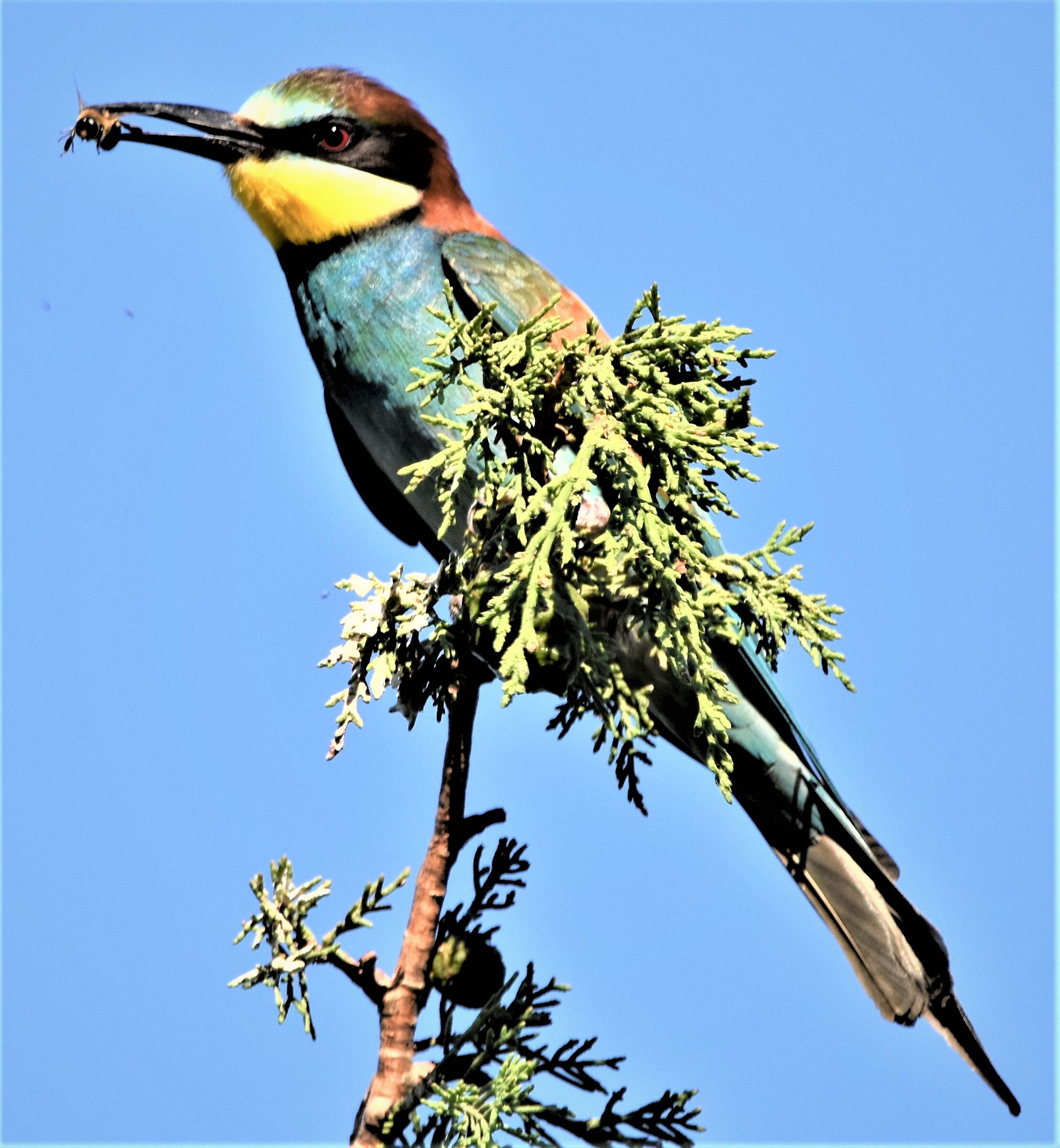 Bee-eater on lunch break