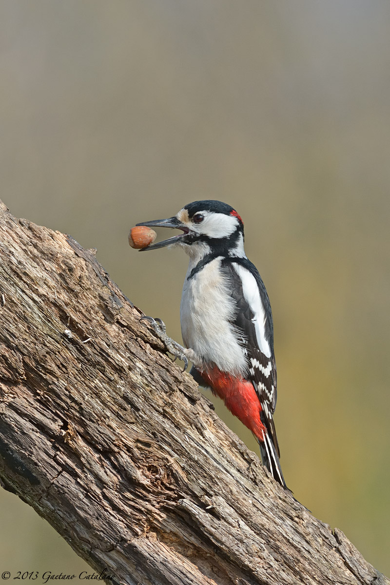 Woodpecker with hazelnut ...