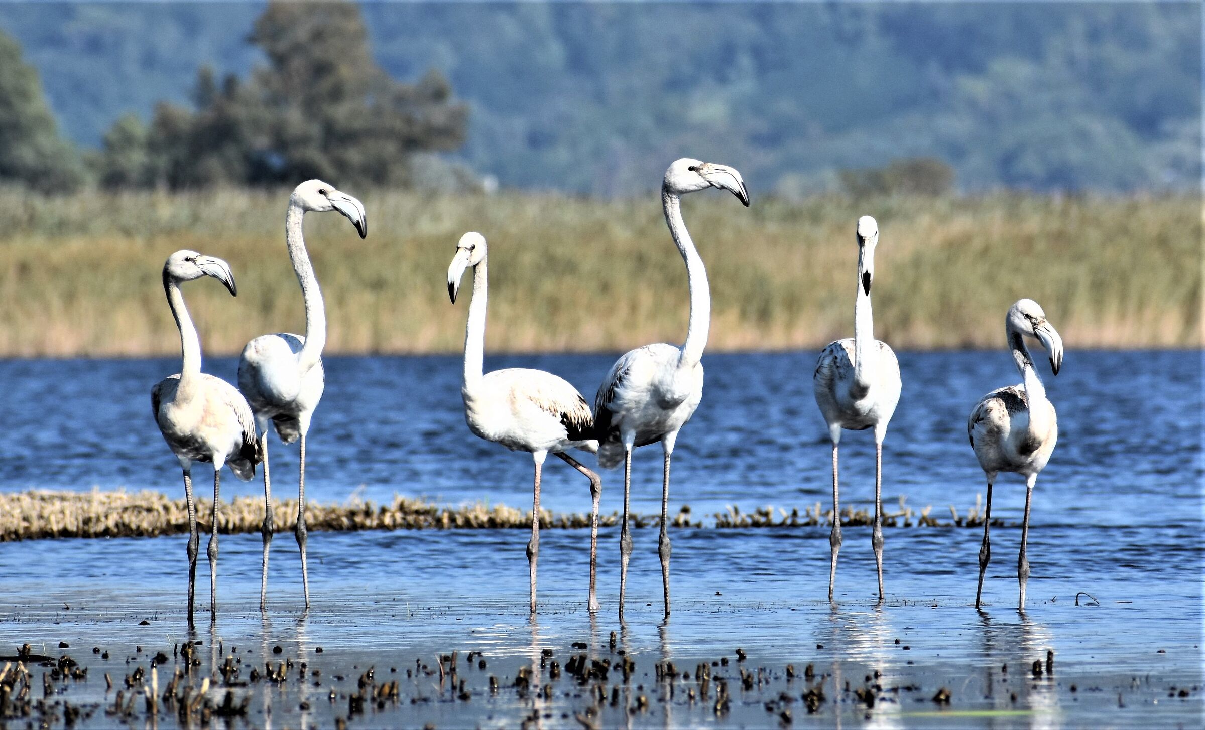 White flamingos massaciuccoli swamp