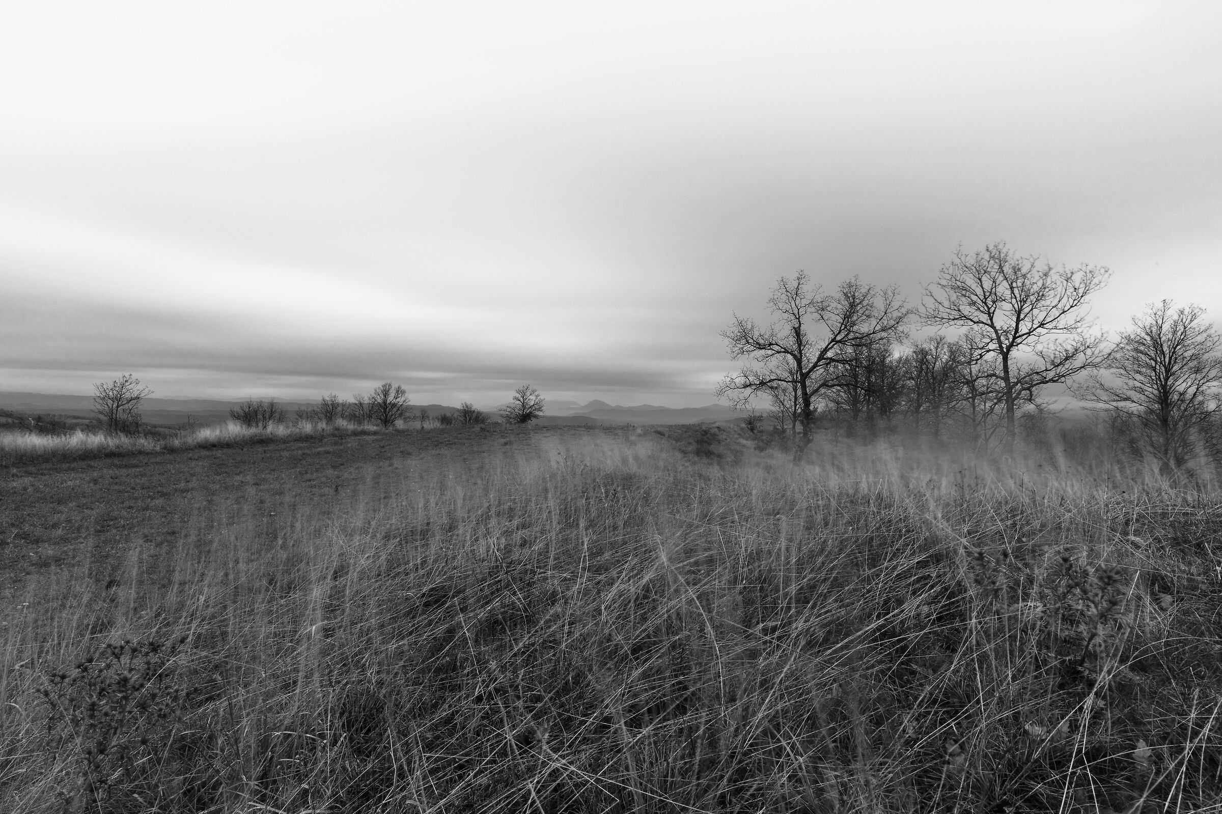 the wind blows