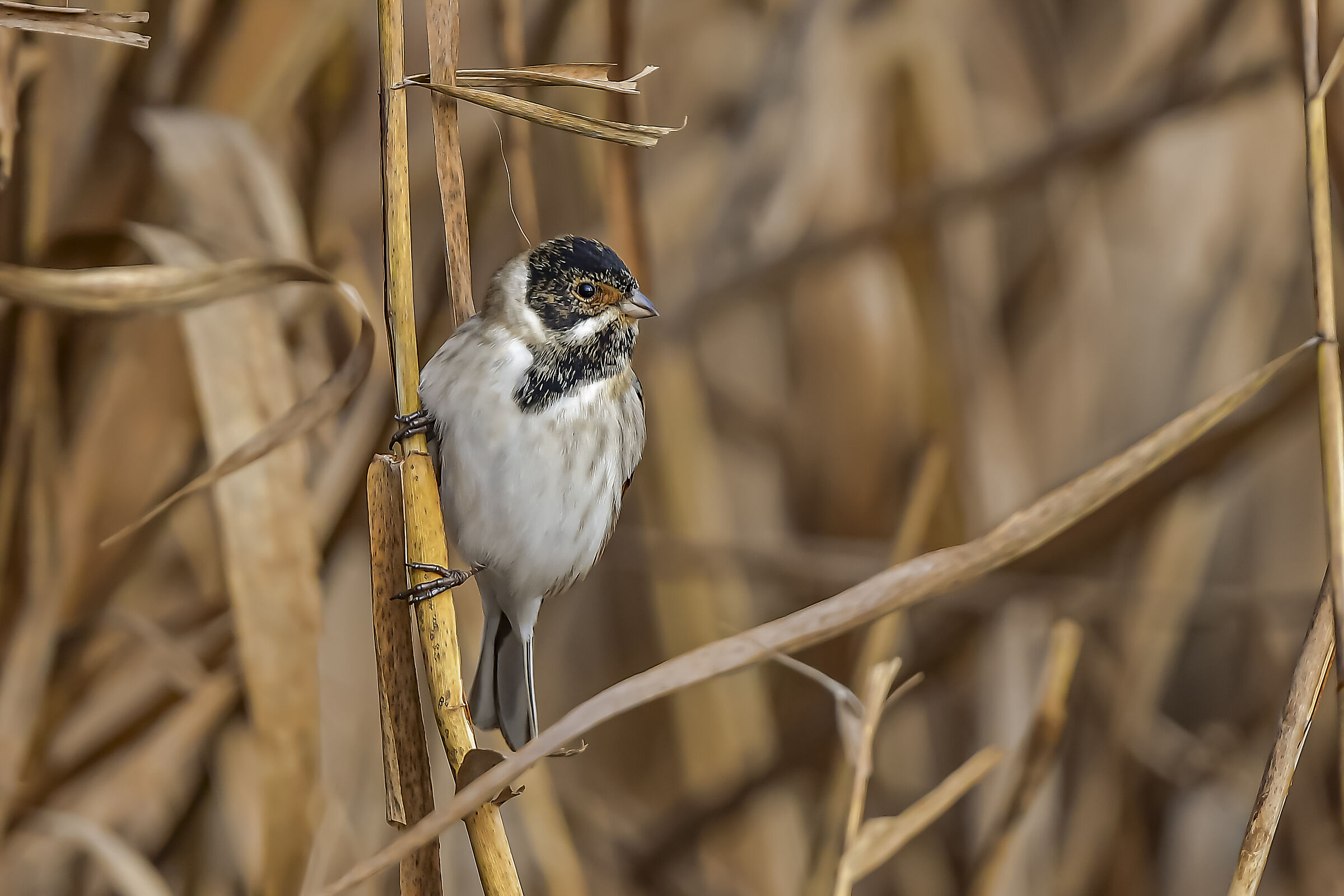 Migliarino di palude Maschio !!