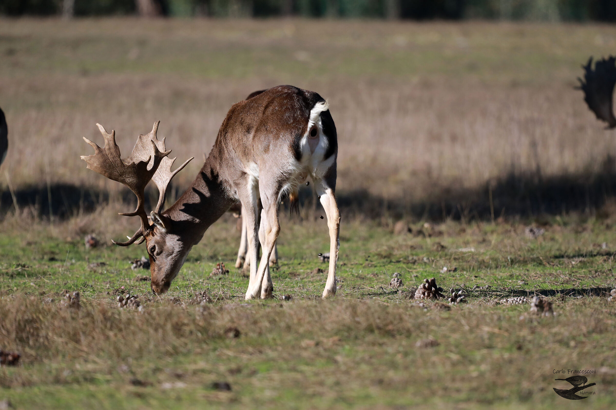 When he runs away, Escape