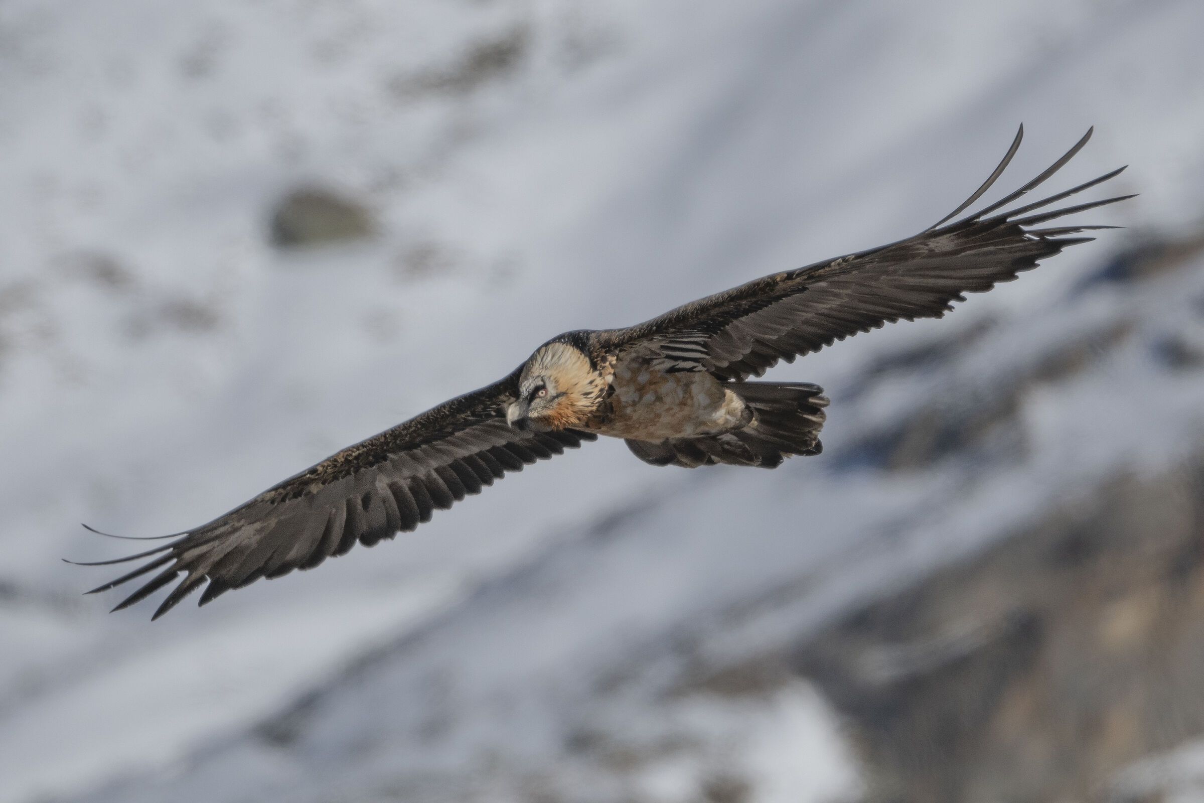 bearded vulture