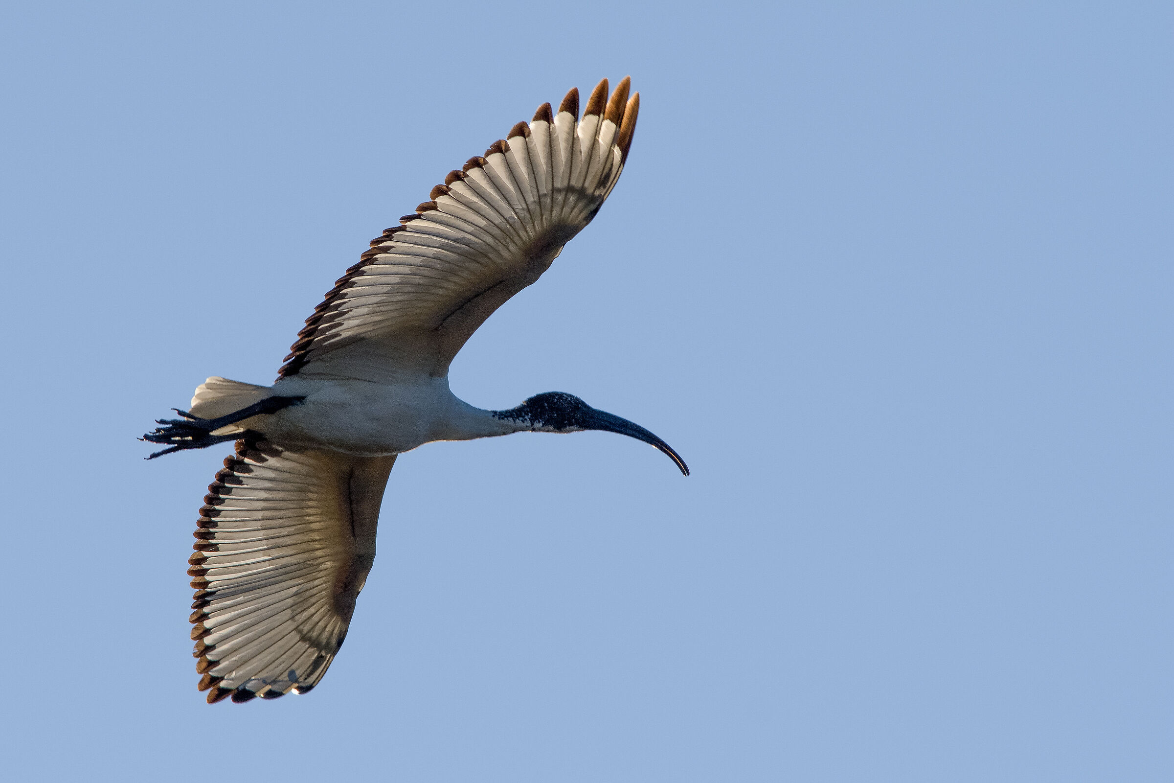 Ibis Sacro