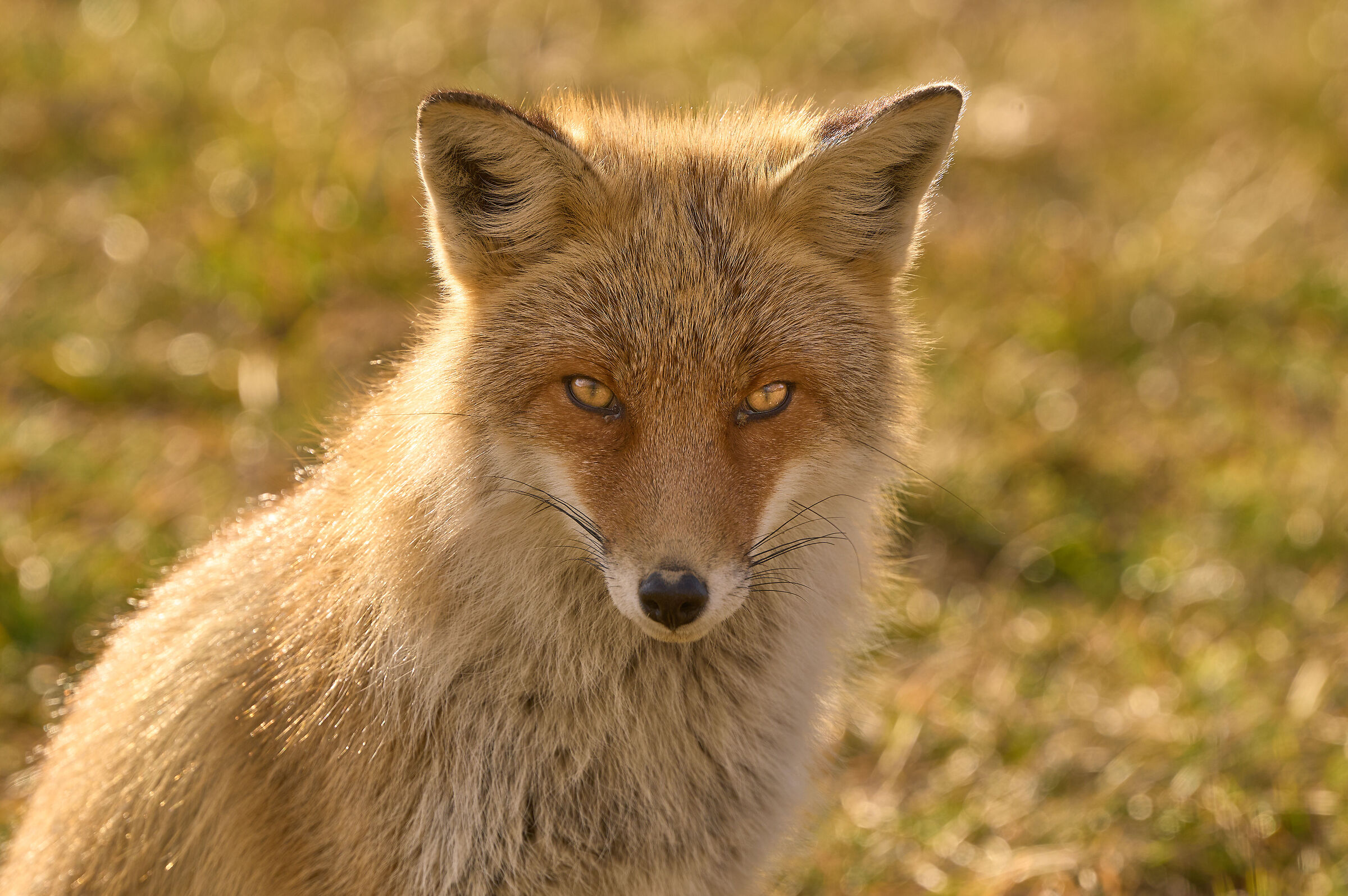Fox