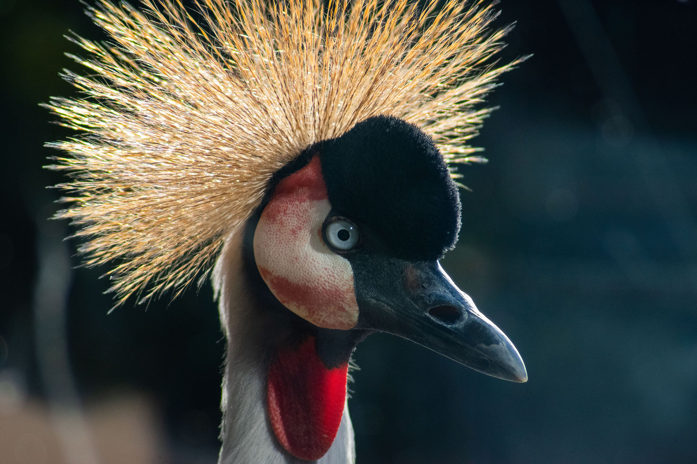 Crowned Crane