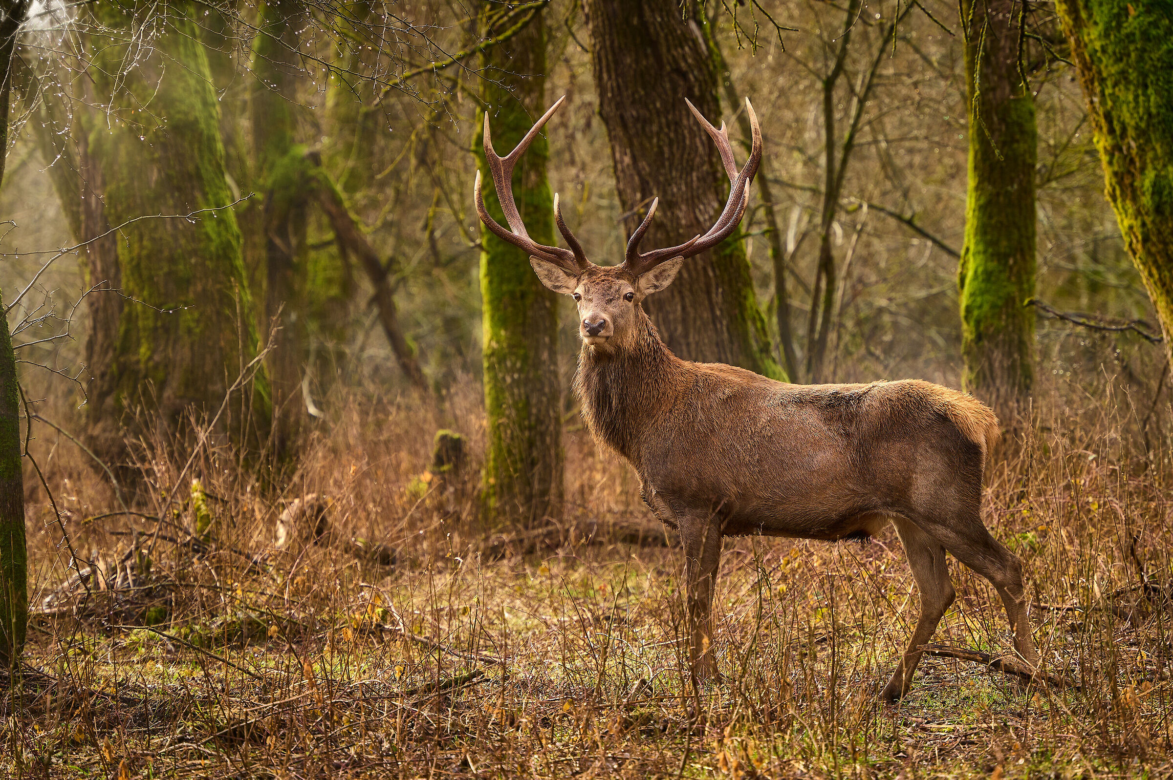 Deer