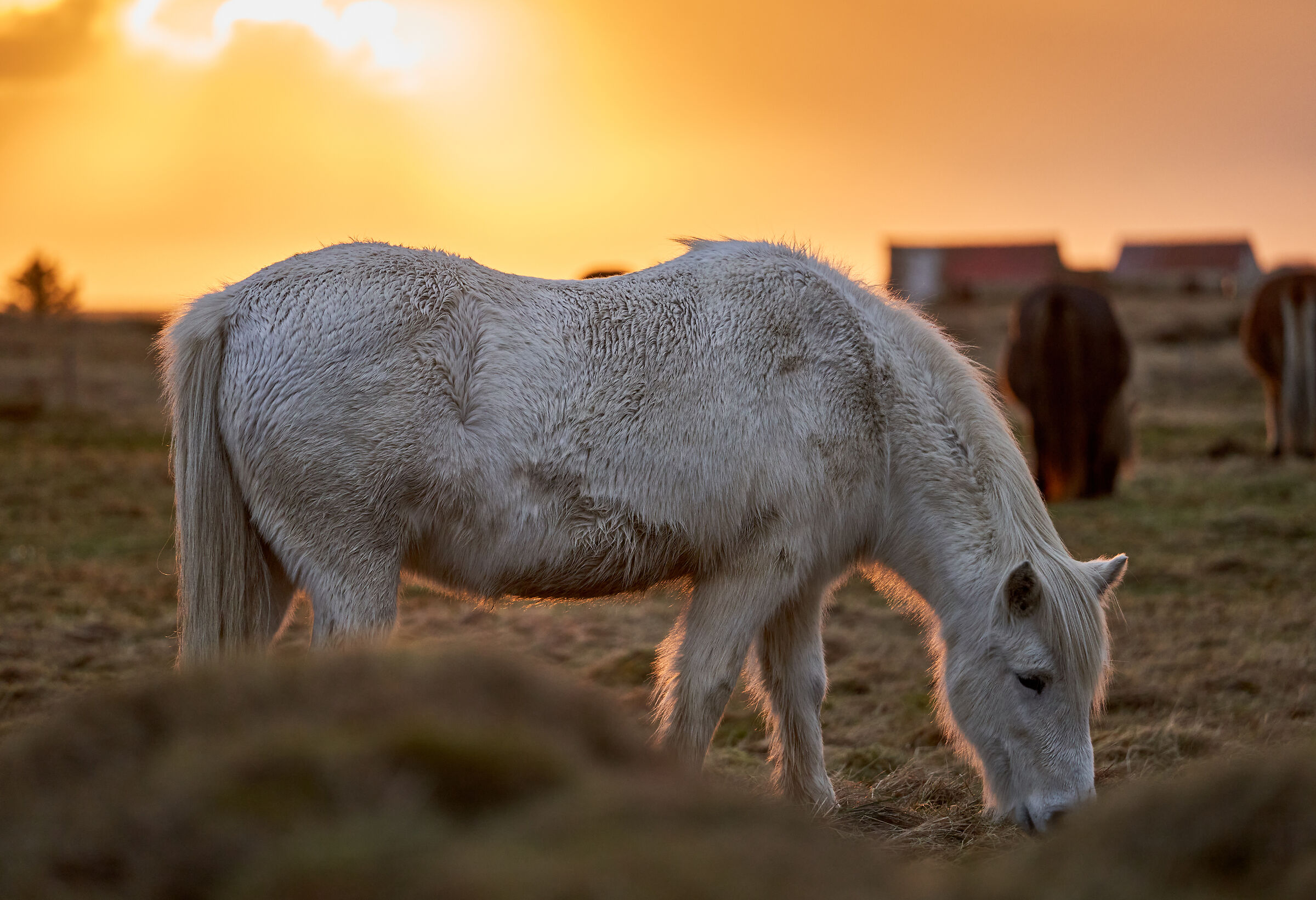 Icelandic horse at sunset