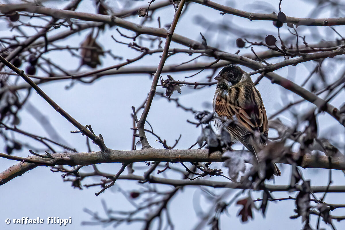 Migliarino di palude maschio giovane