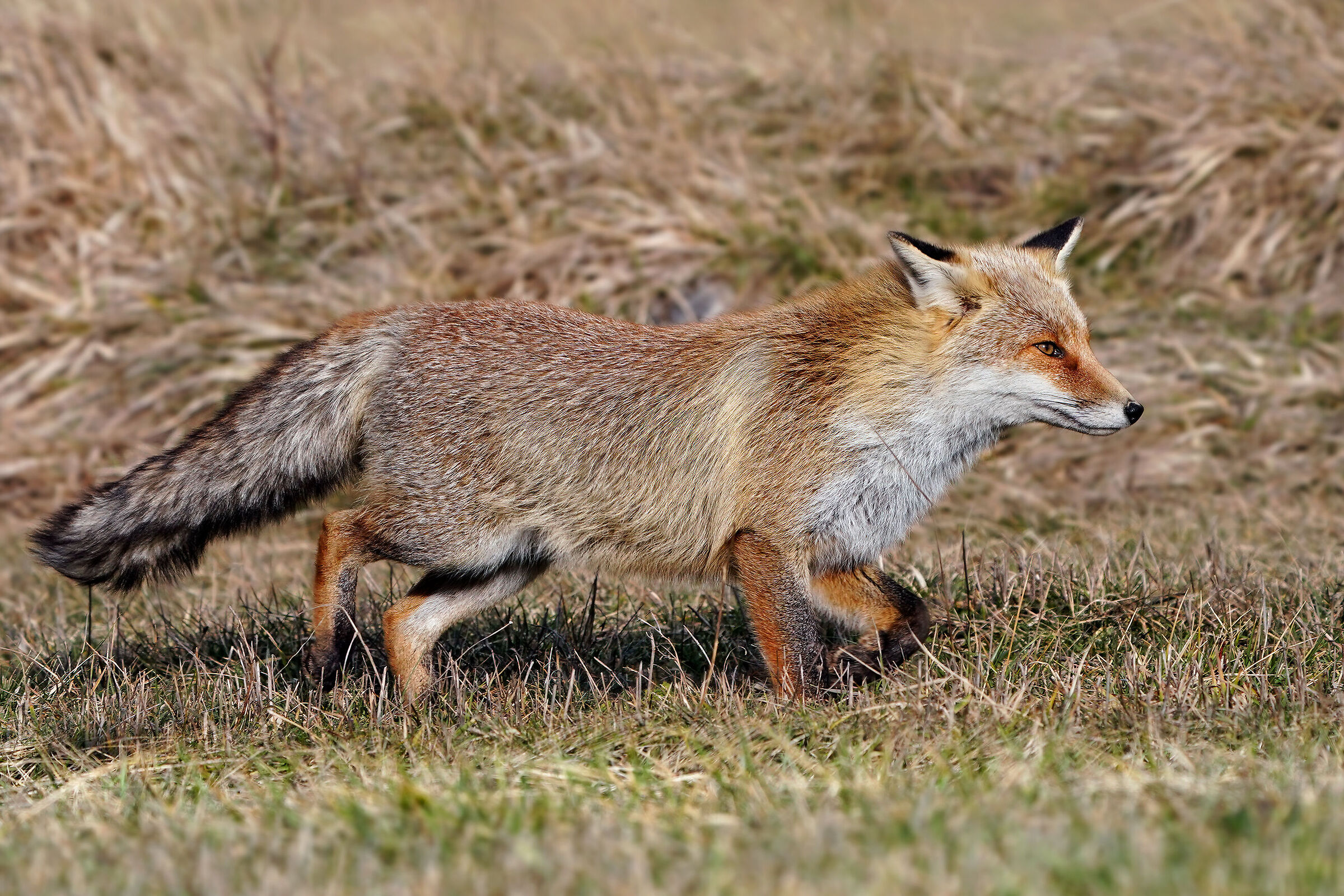 Red fox