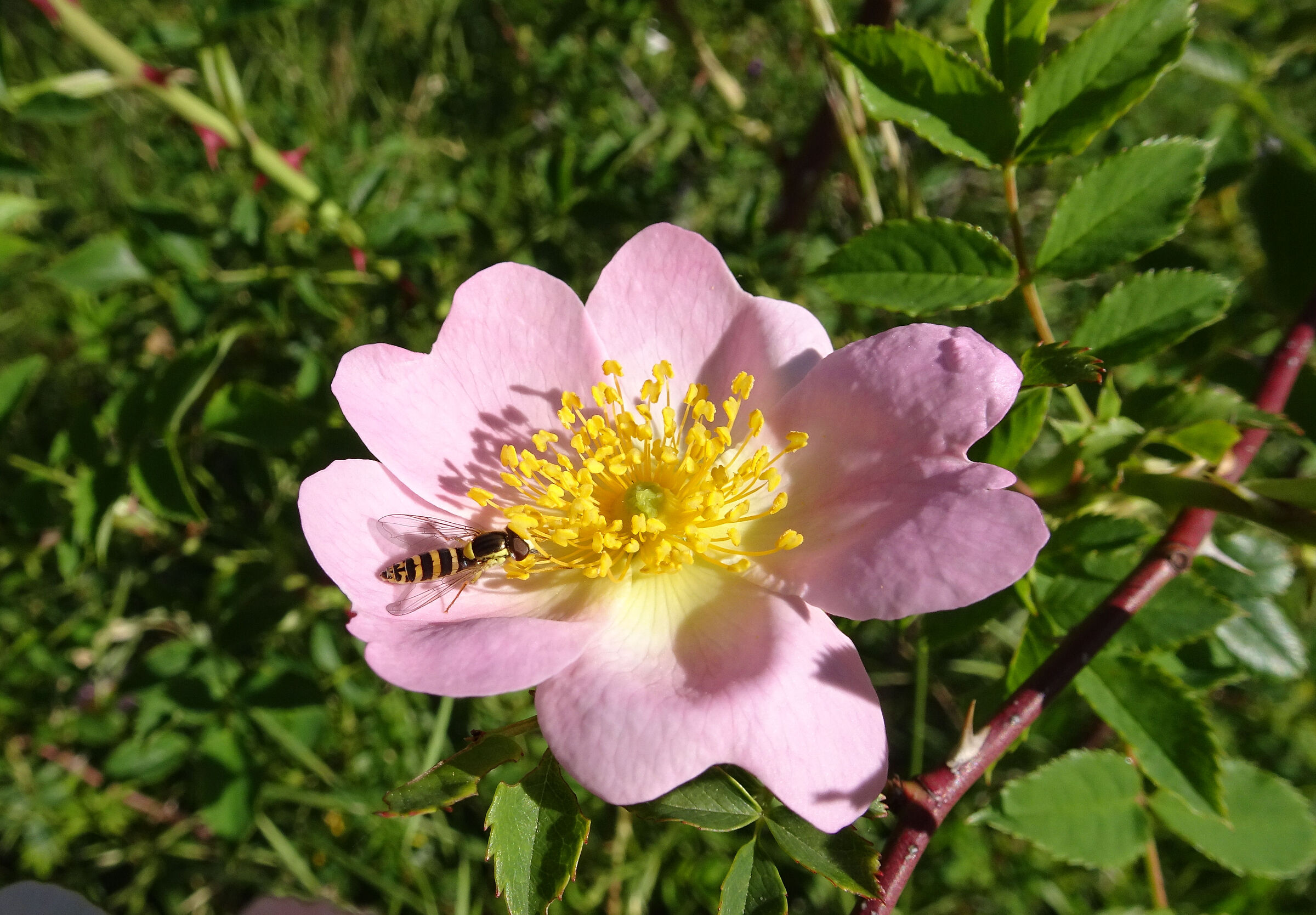 Rosa Selvatica