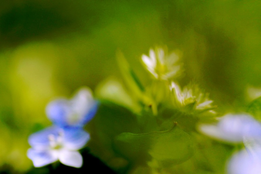 quando passa il vento