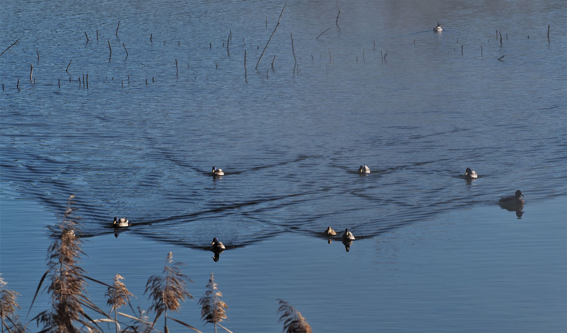 mallards in symmetry