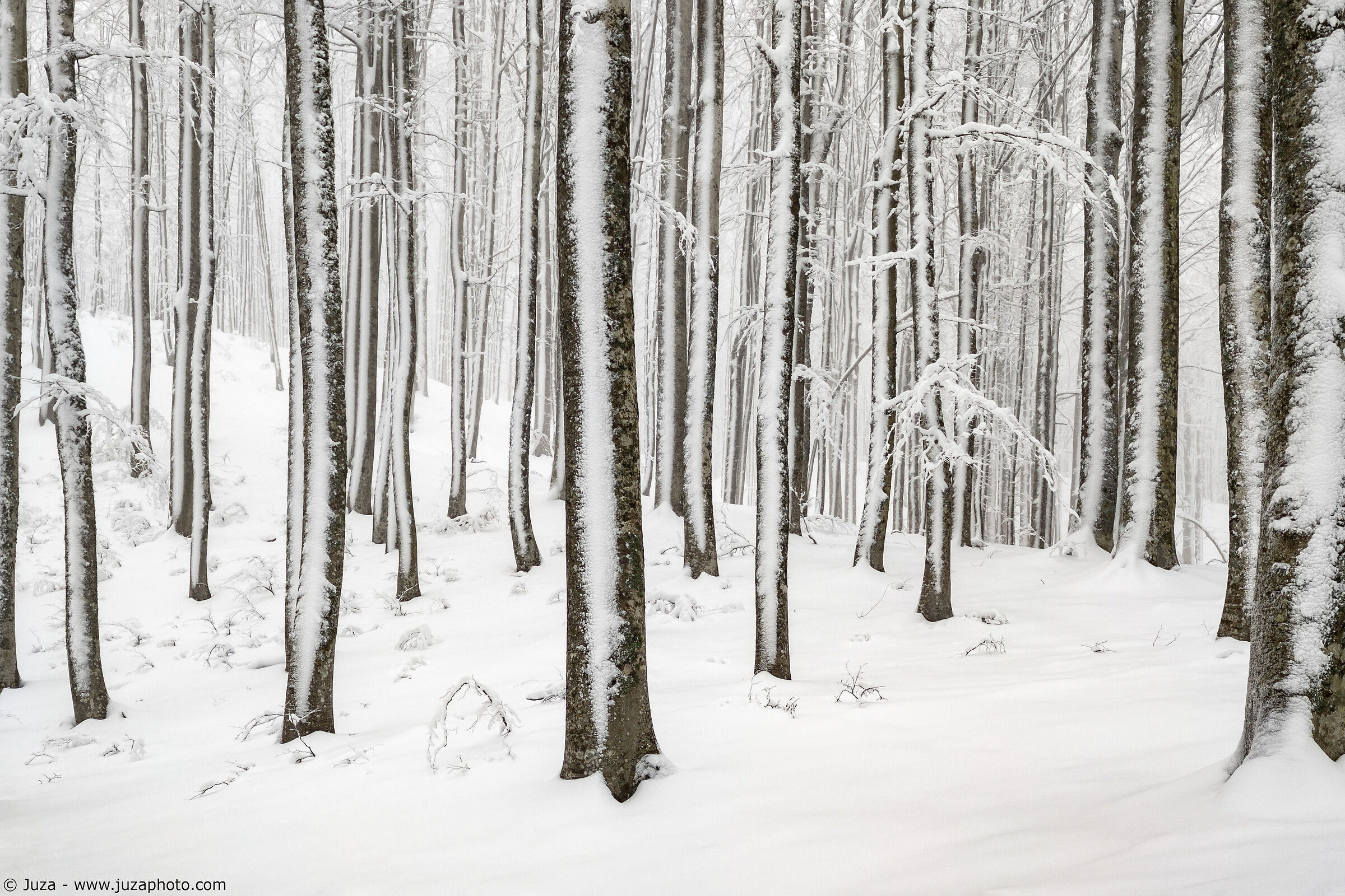 Il bosco innevato