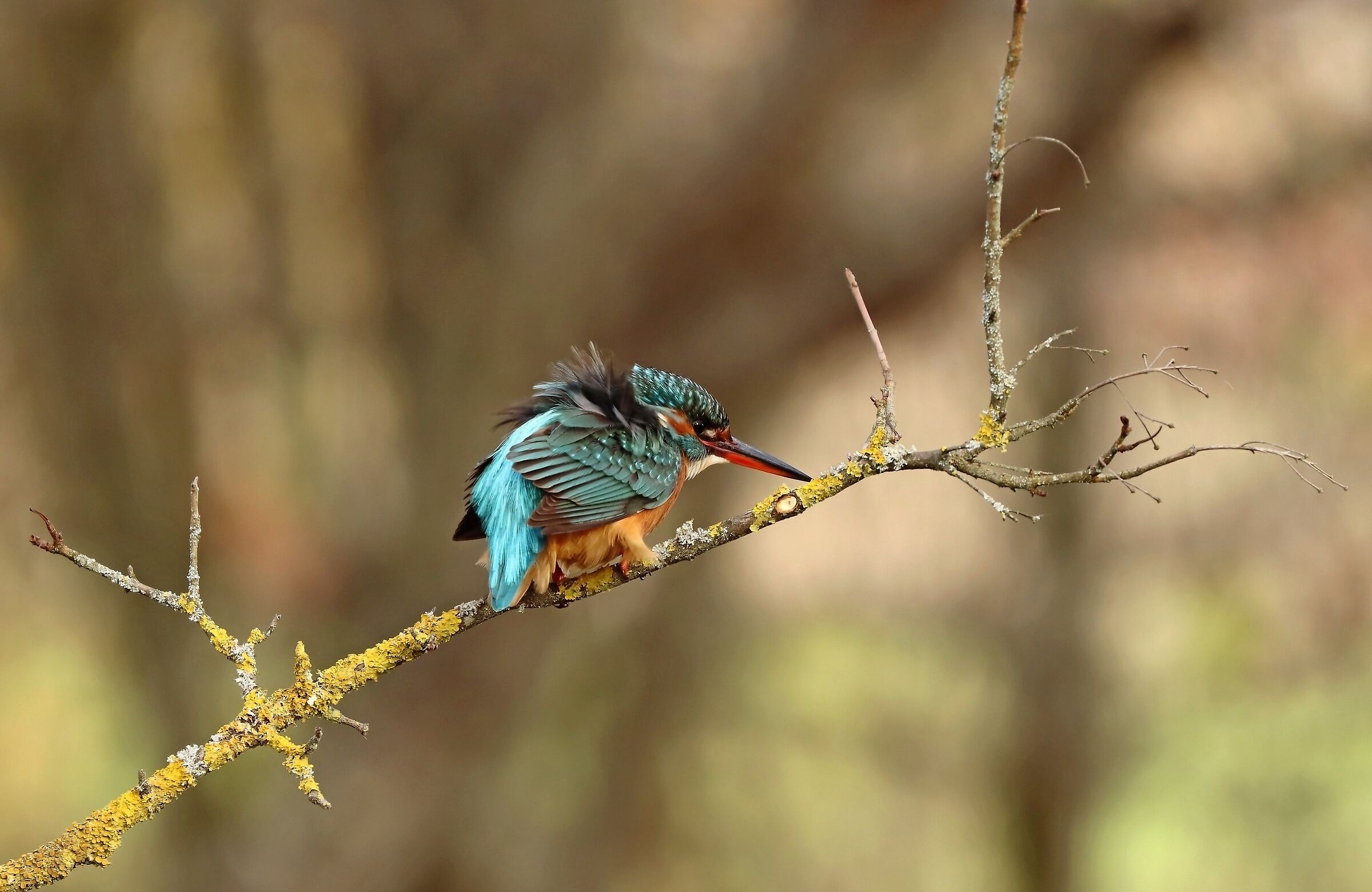 Il mio primo martino