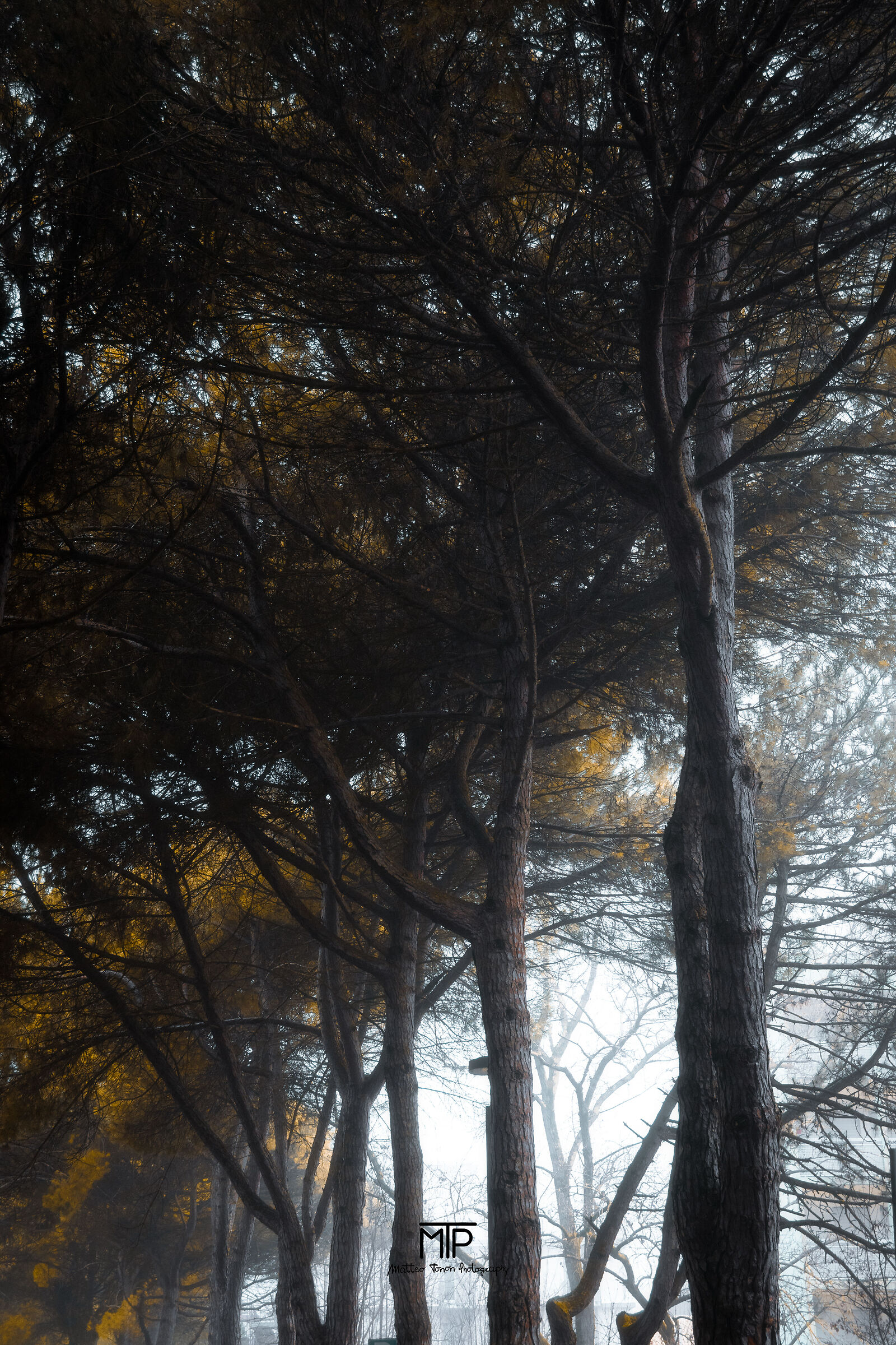 The Fog among the Branches