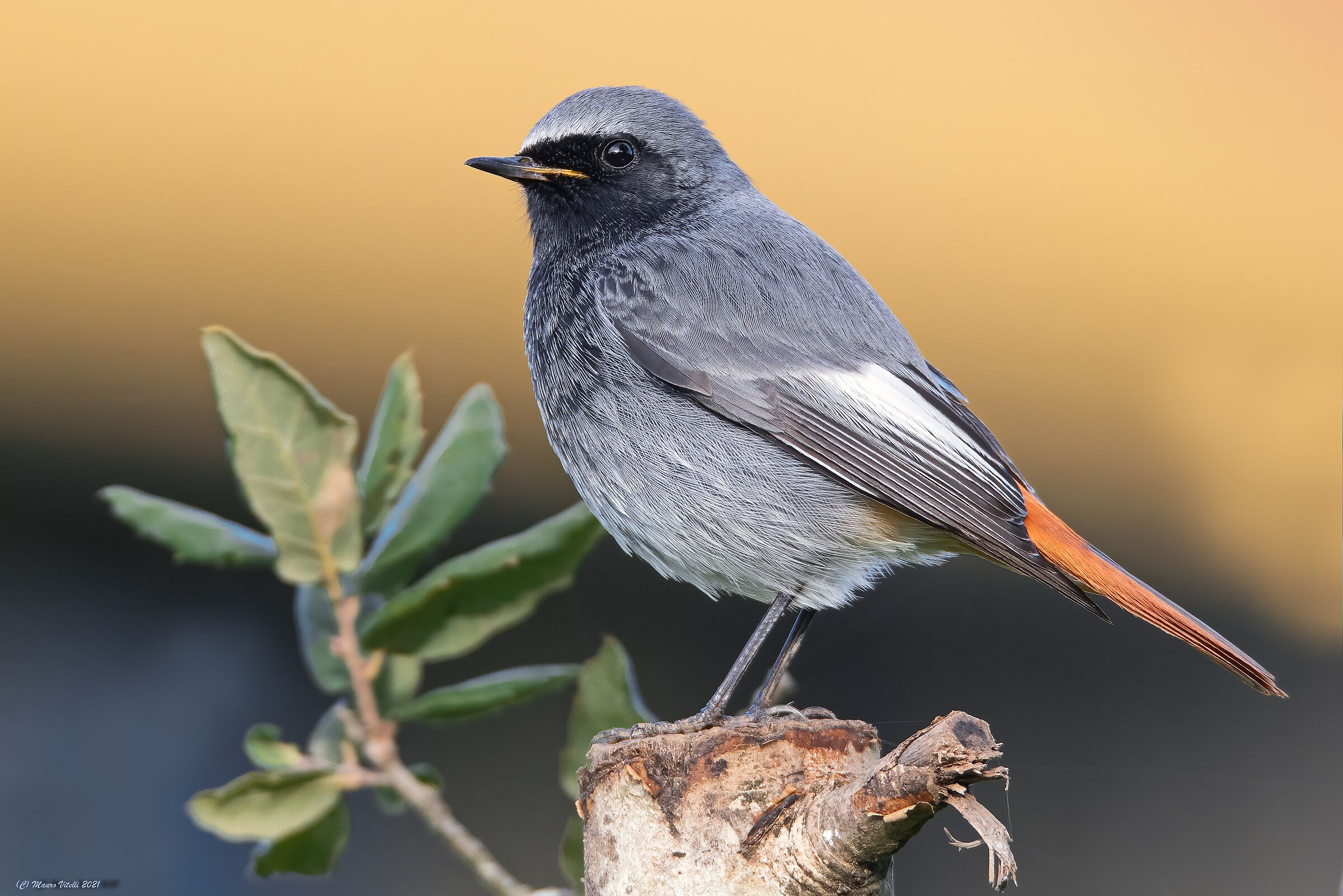 Chimney sweep redstart (Phoenicurus ochruros)