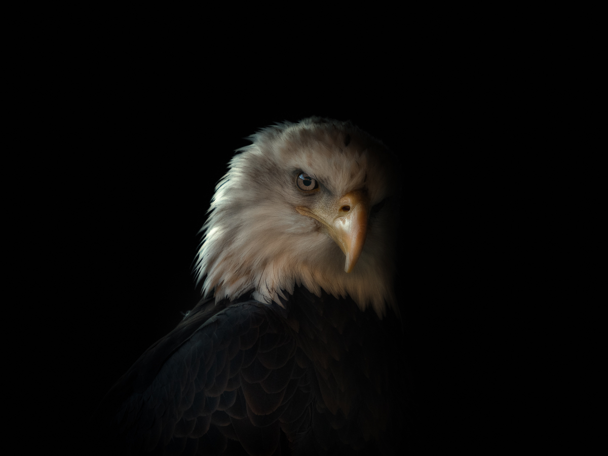 Eagle