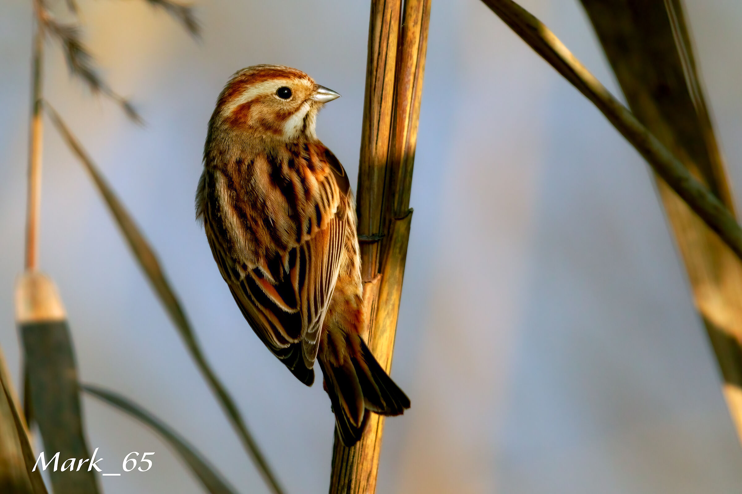 migliarino di palude