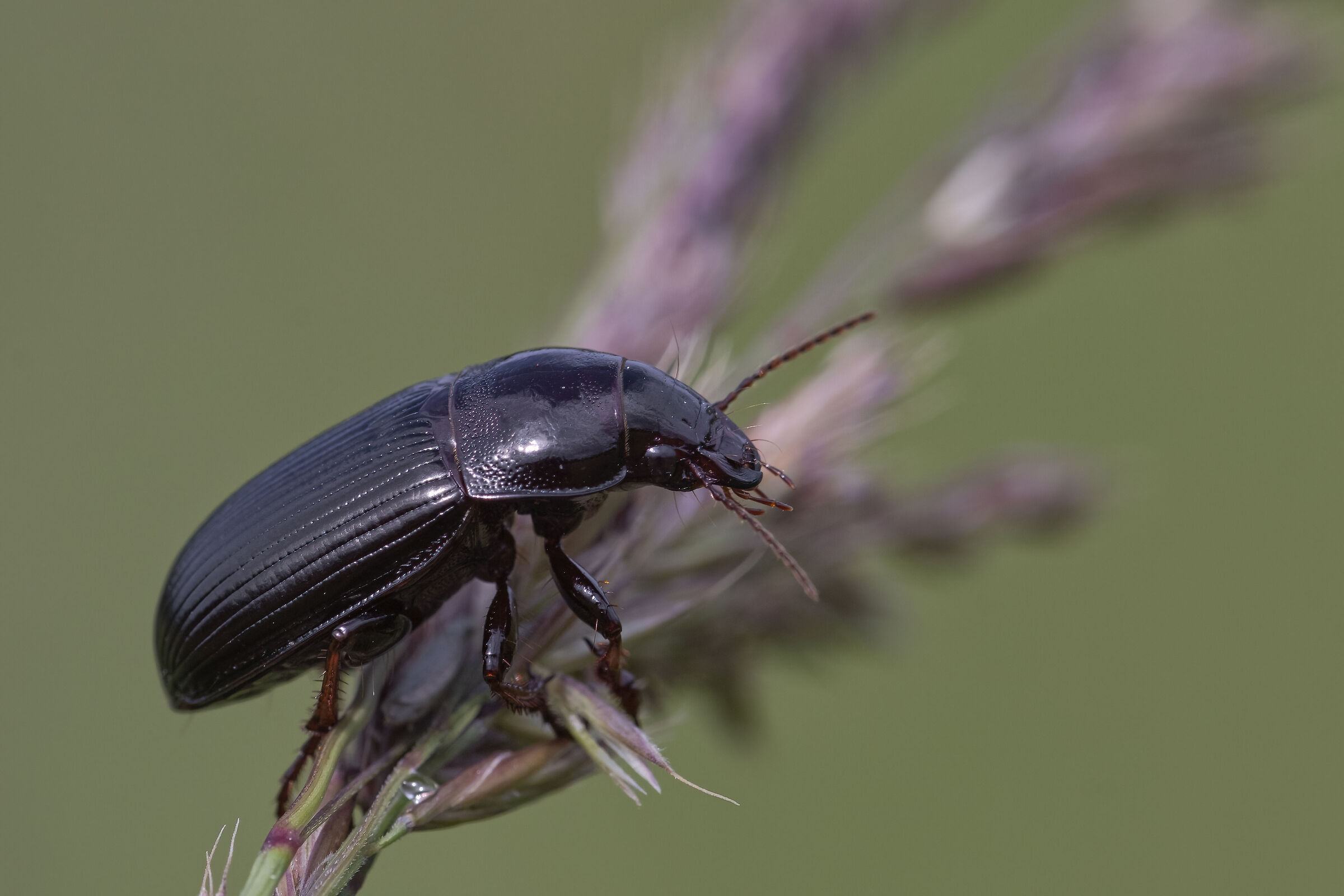 Zabrus tenebrioides