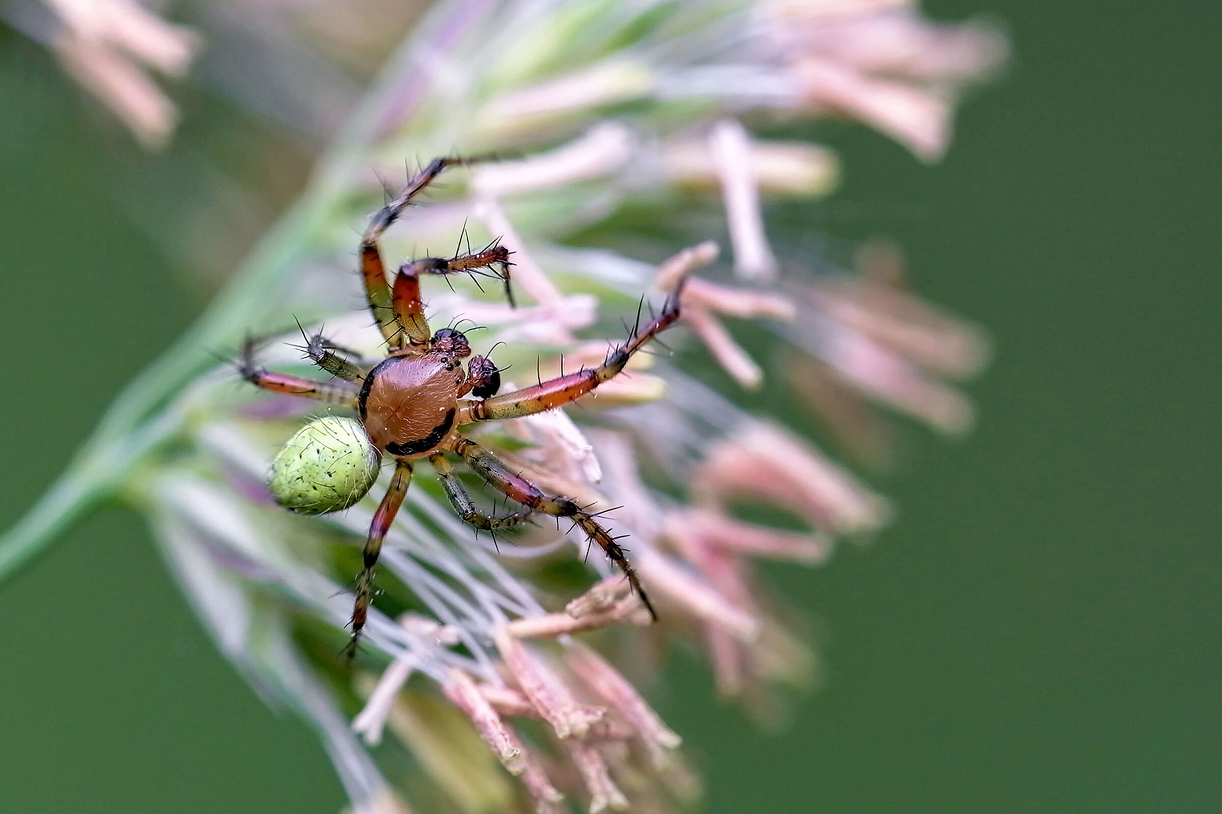 Araniella opisthographa