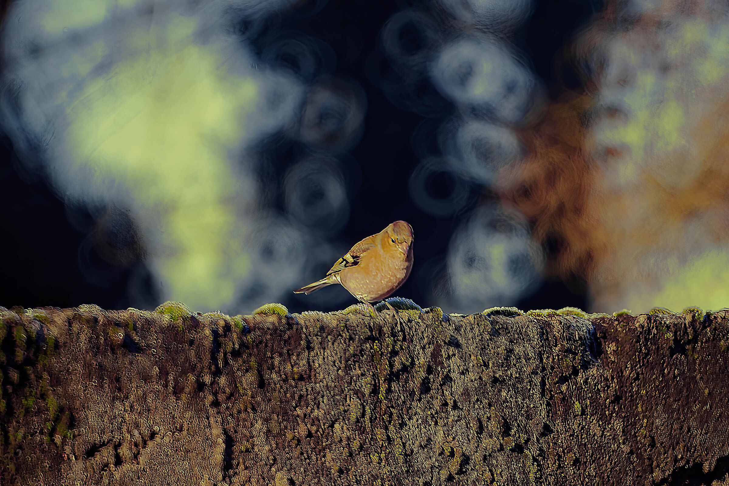 "L'Uselin de la Comare"