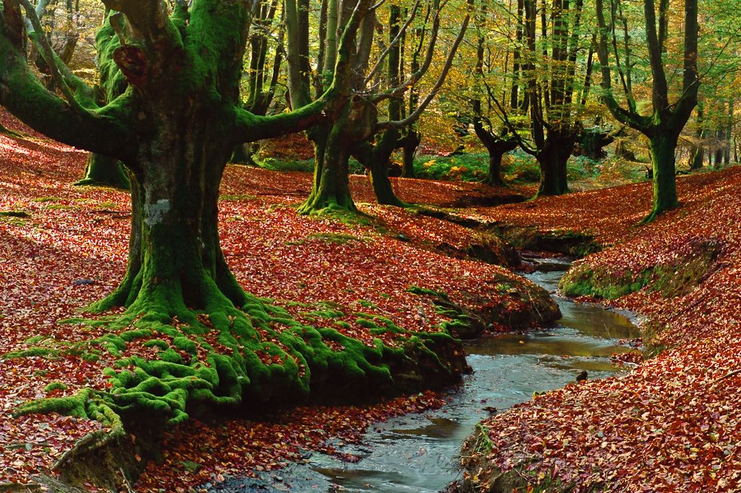 Hayedo Gorbeia de Bilbao