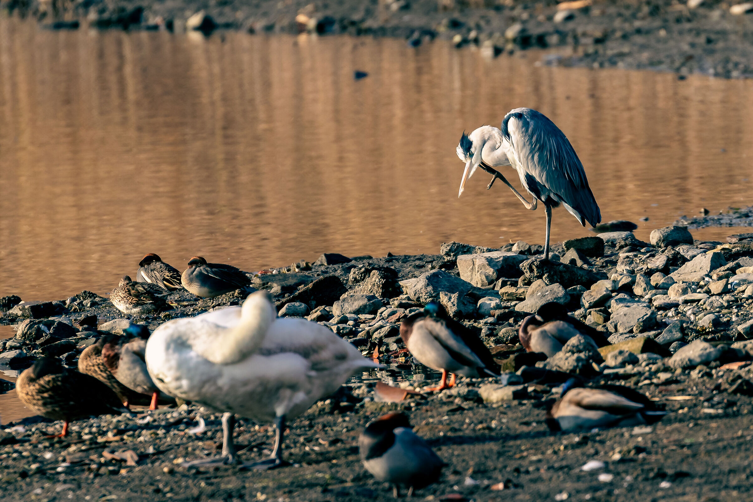 Heron by the river