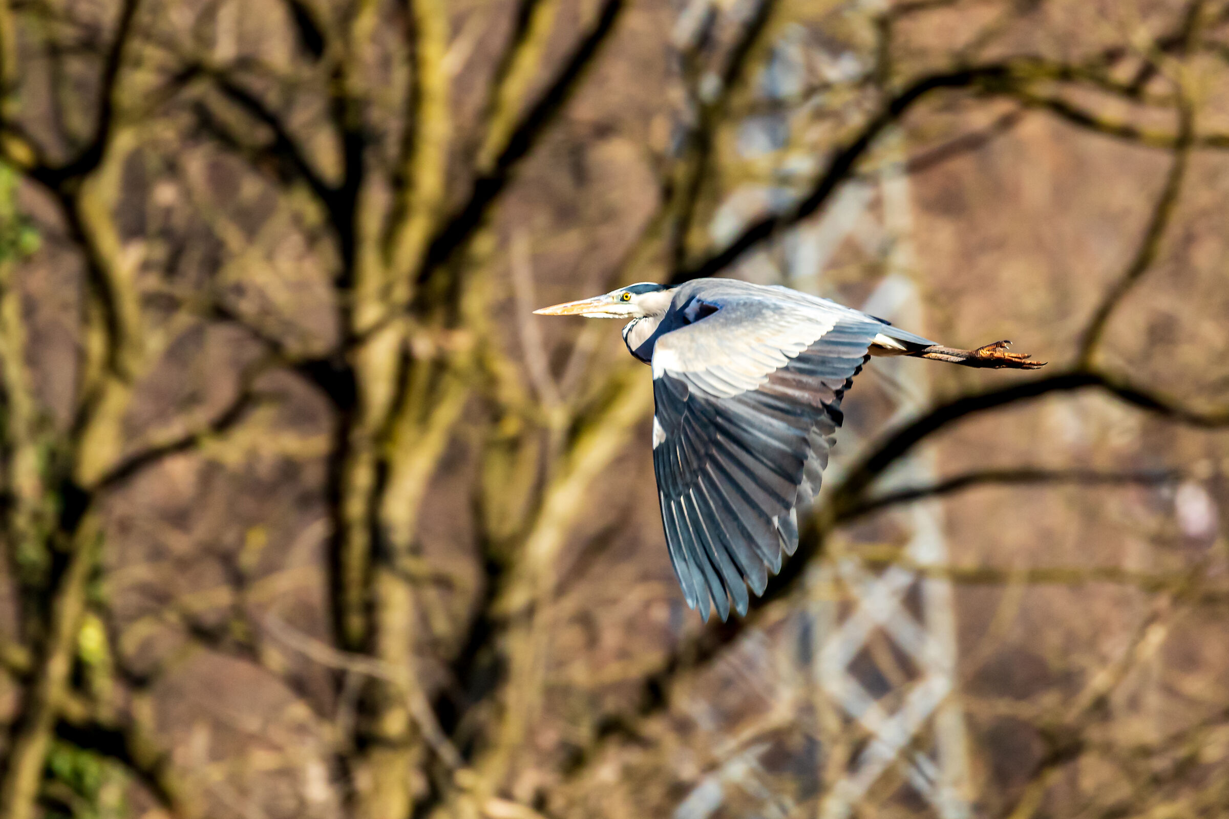 Grey Heron in Flight