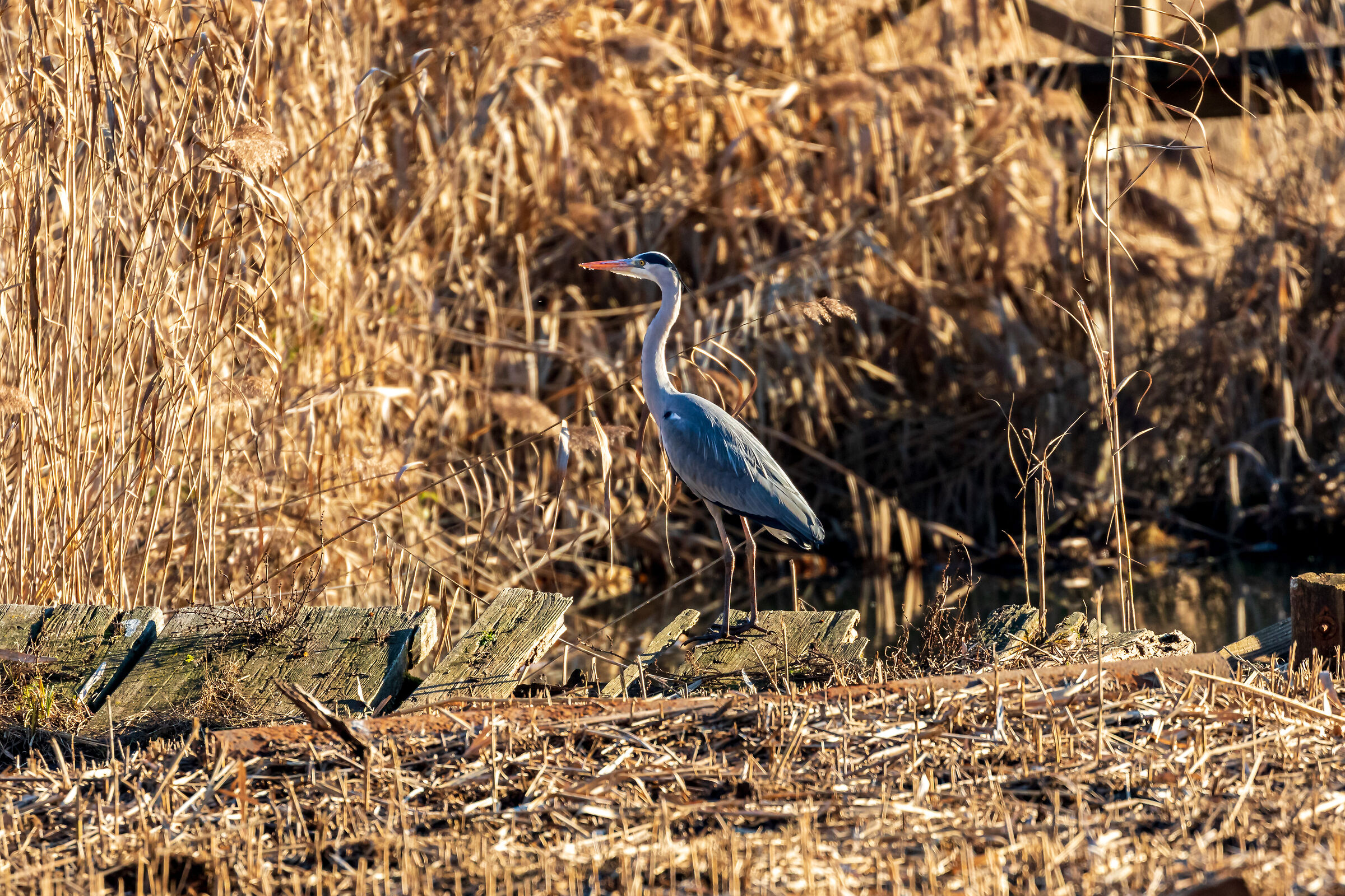 Grey heron