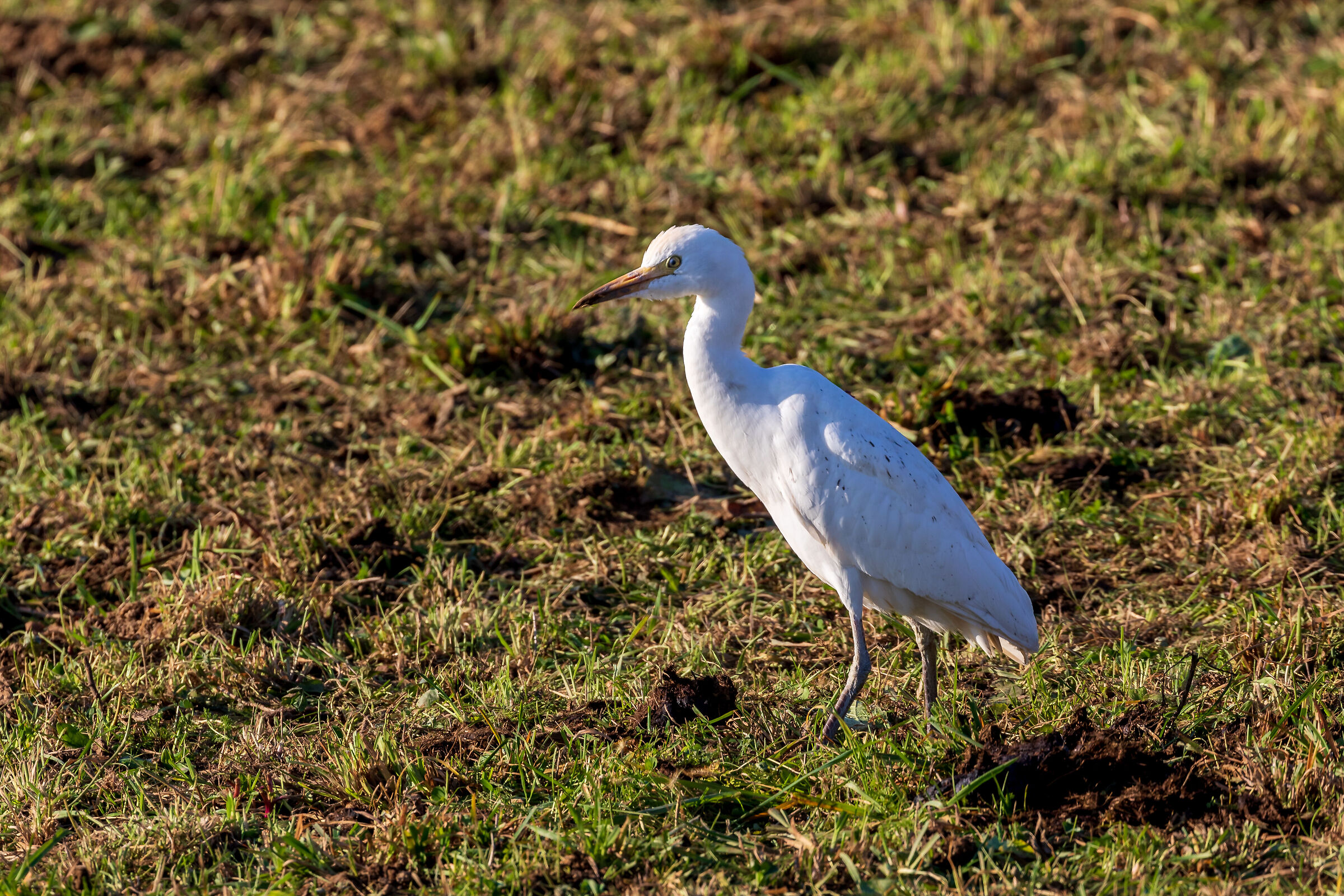 Cattle egret