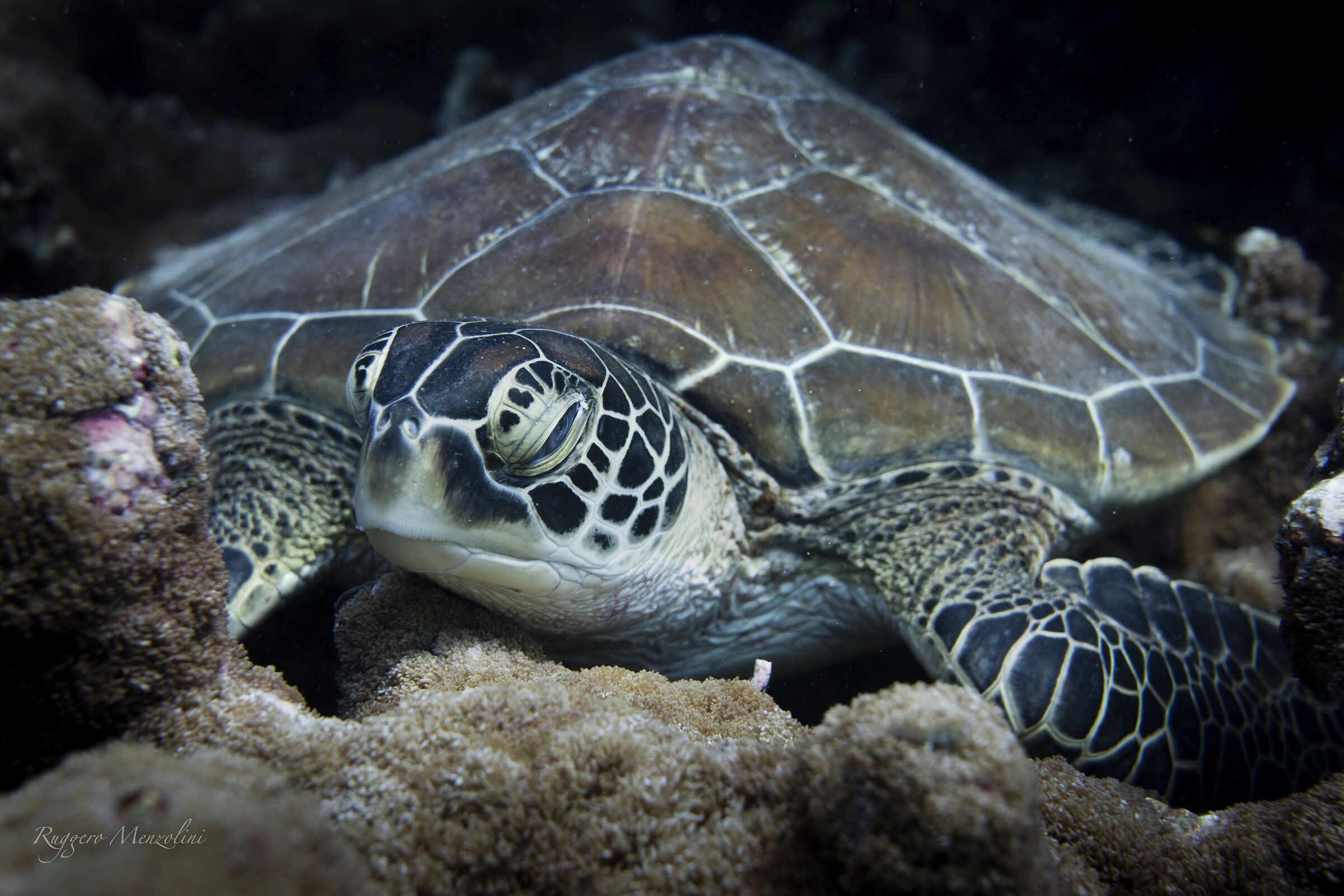 Green Turtle