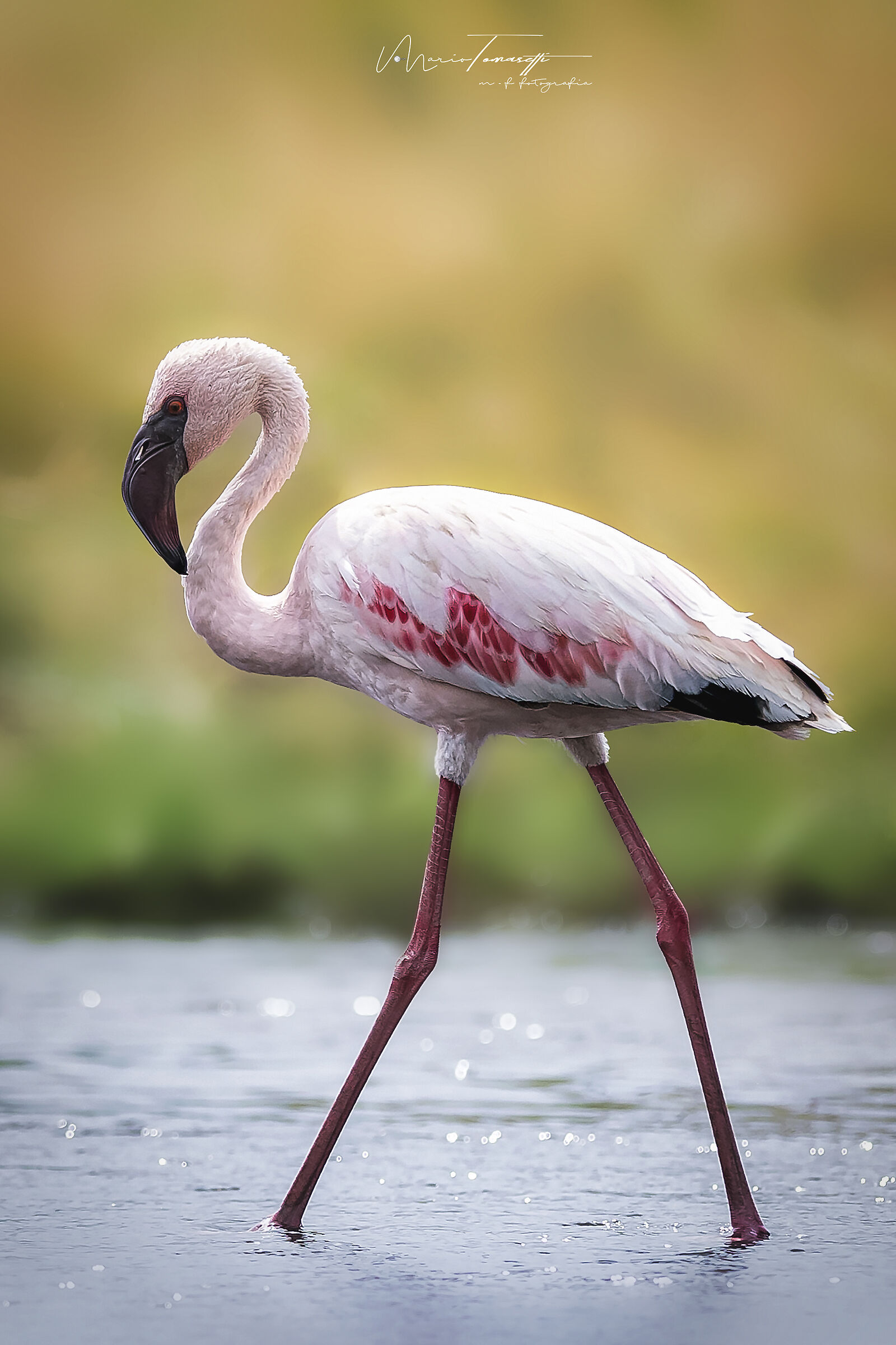 Lake Natron