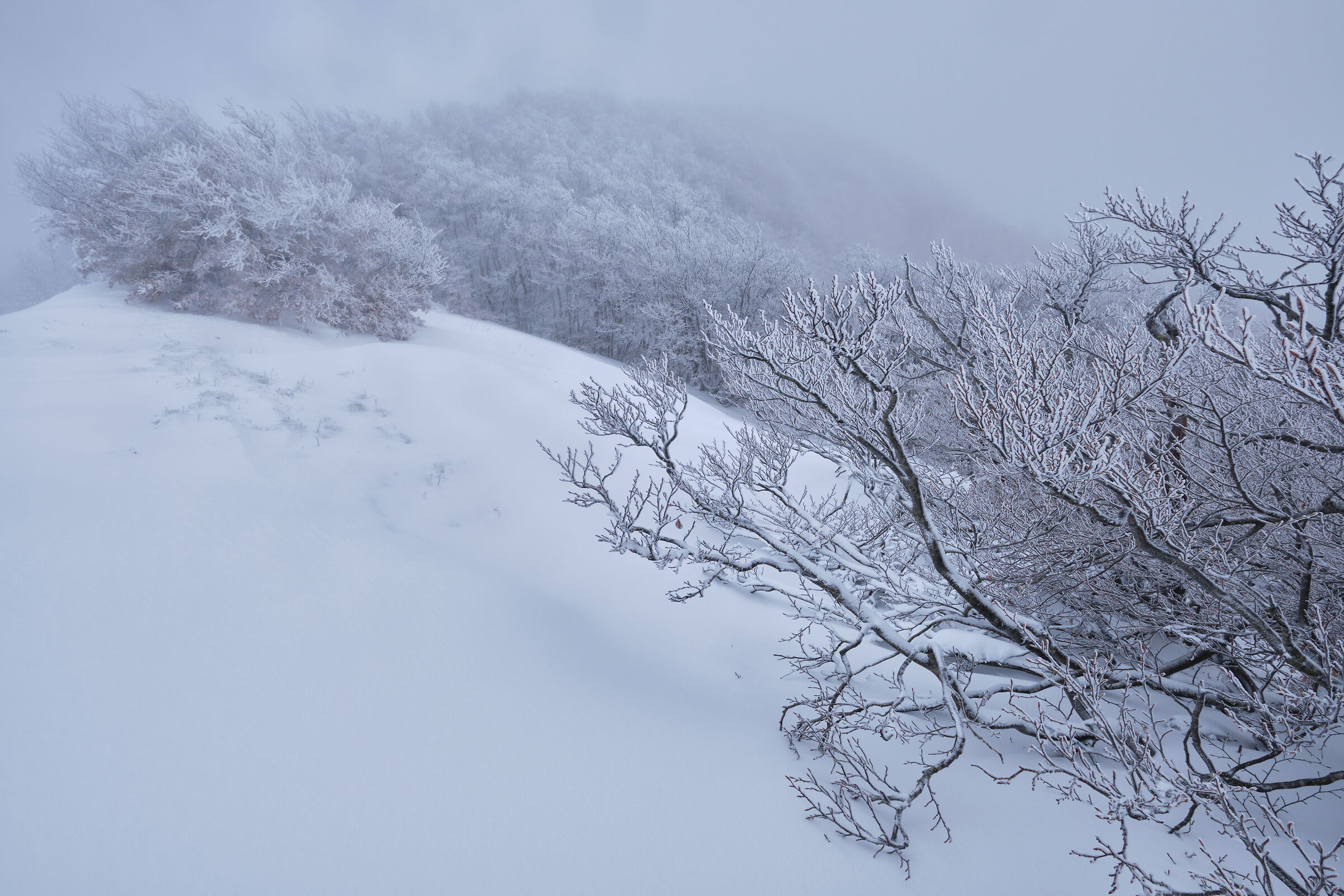 frozen branches
