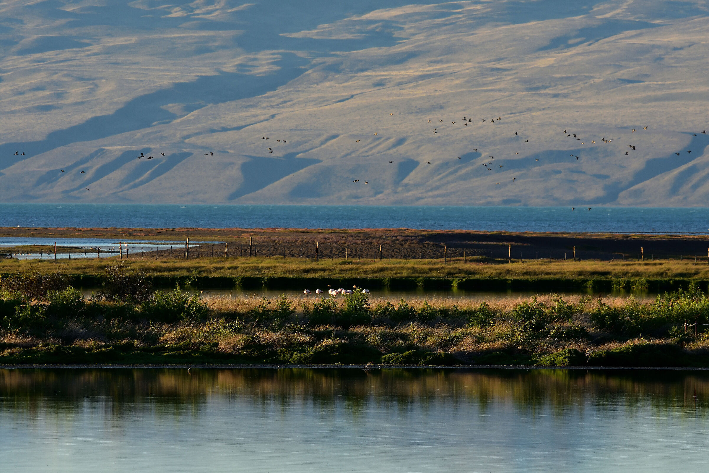 Calafate - Laguna di Nimez - Argentina