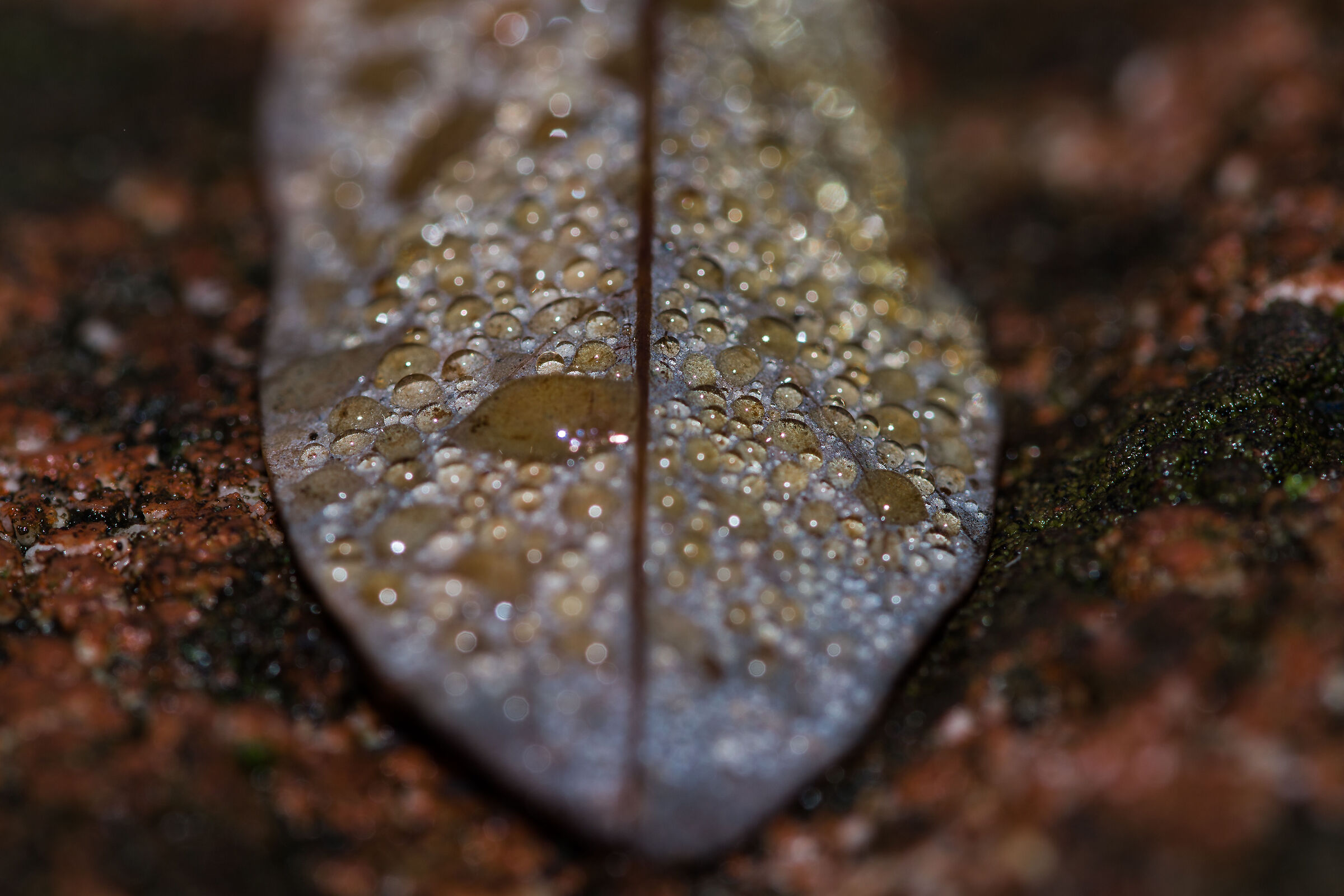 Drops on dry leaf