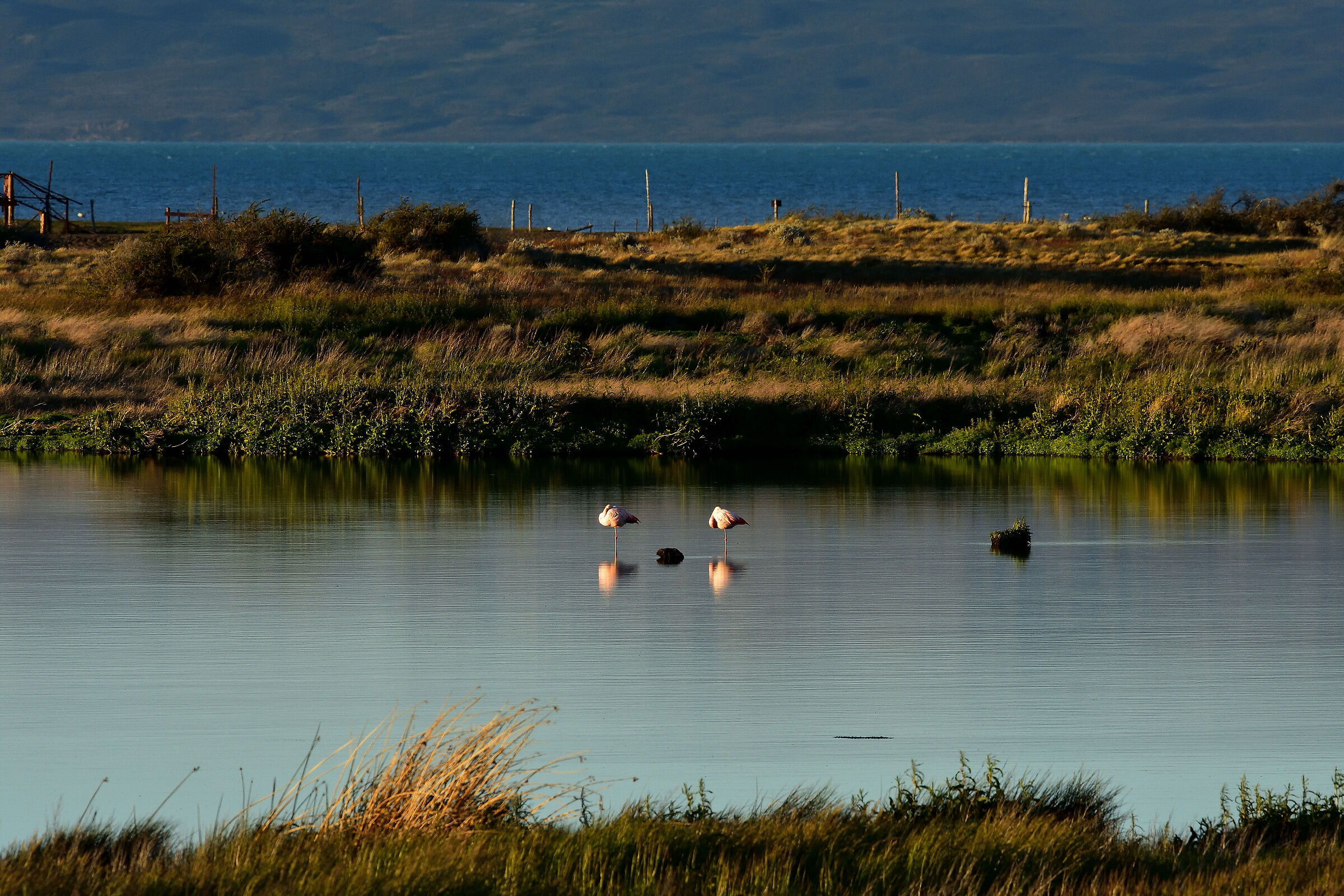 Calafate - Laguna di Nimez - Argentina