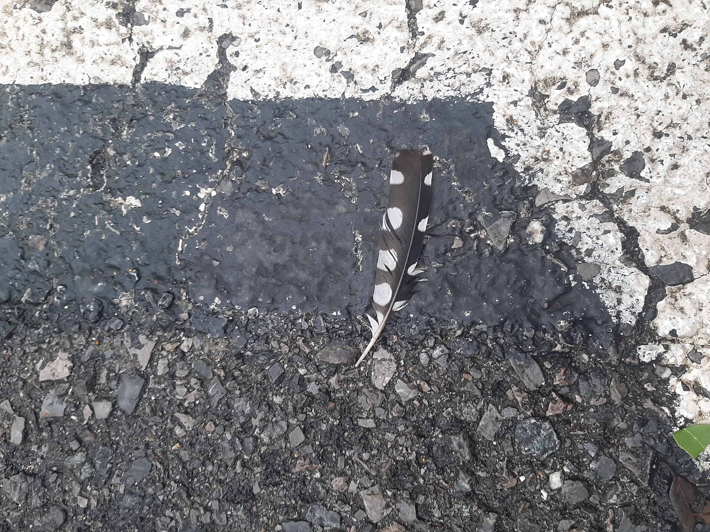 Biodiversità...urbana