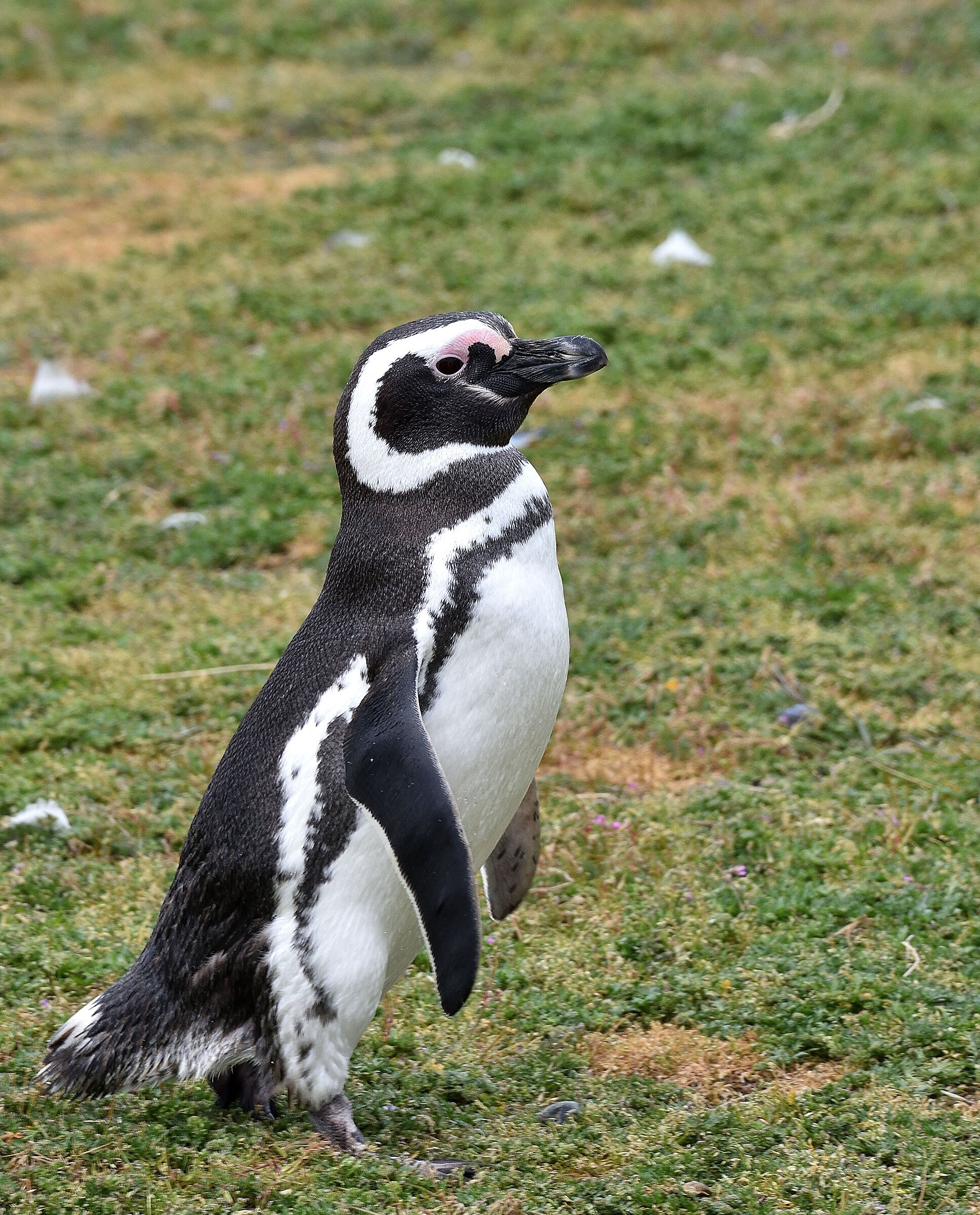 Isla Magdalena - Cile