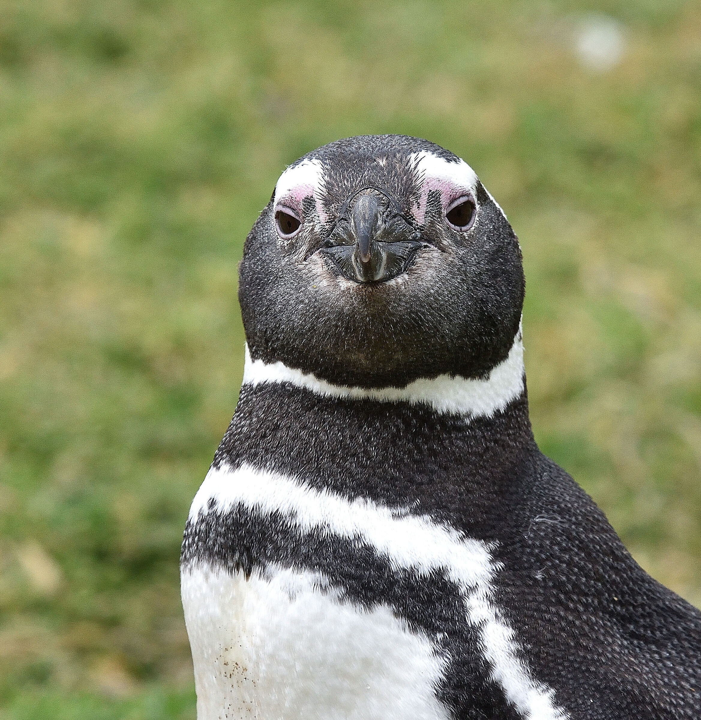 Isla Magdalena - Cile