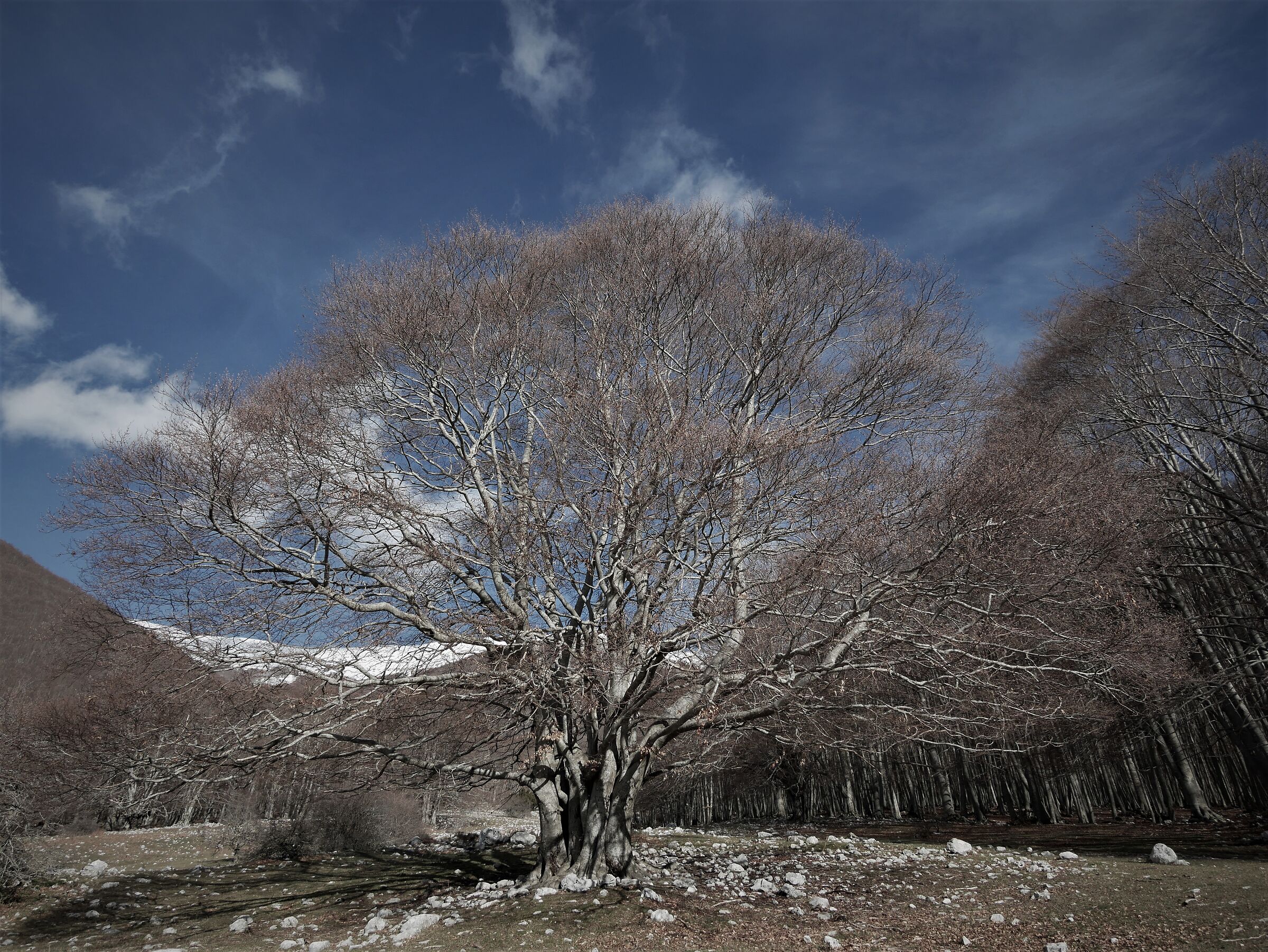 beech forest meadows of capoli