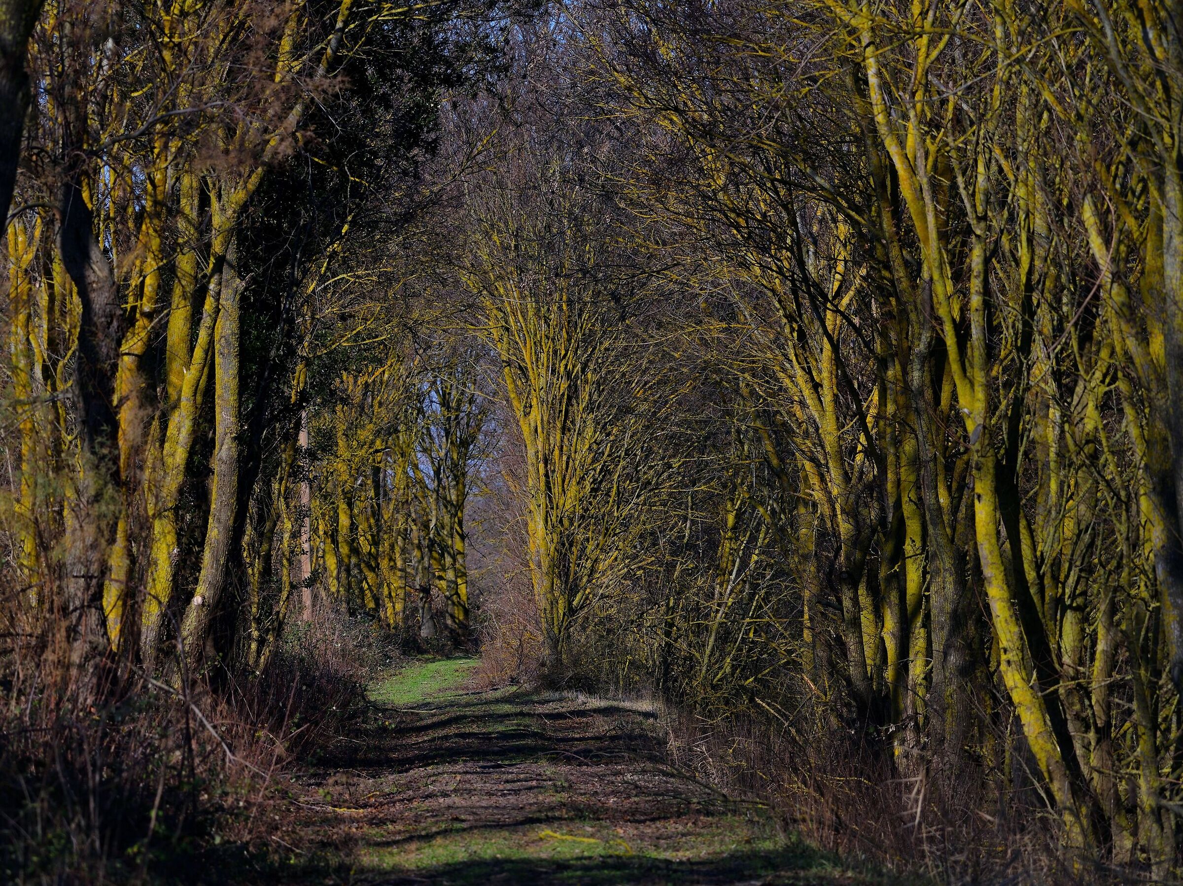 Padanian landscapes....