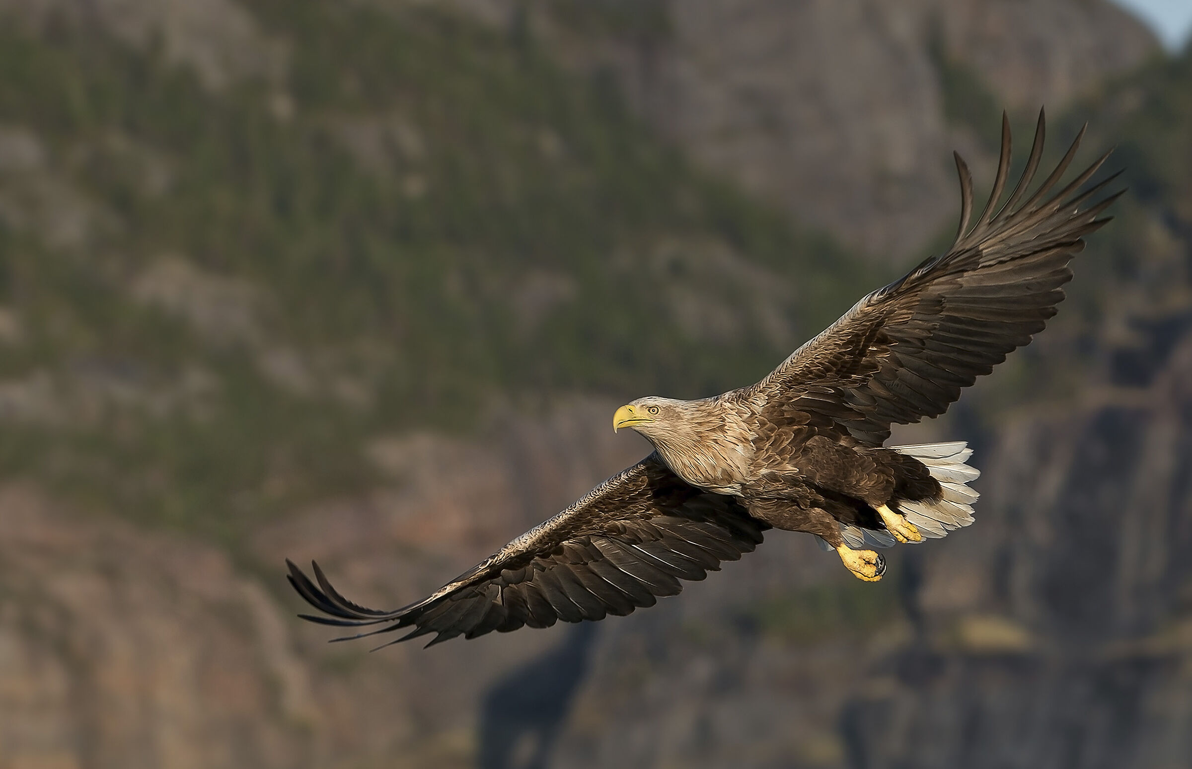 Aquila di mare coda bianca