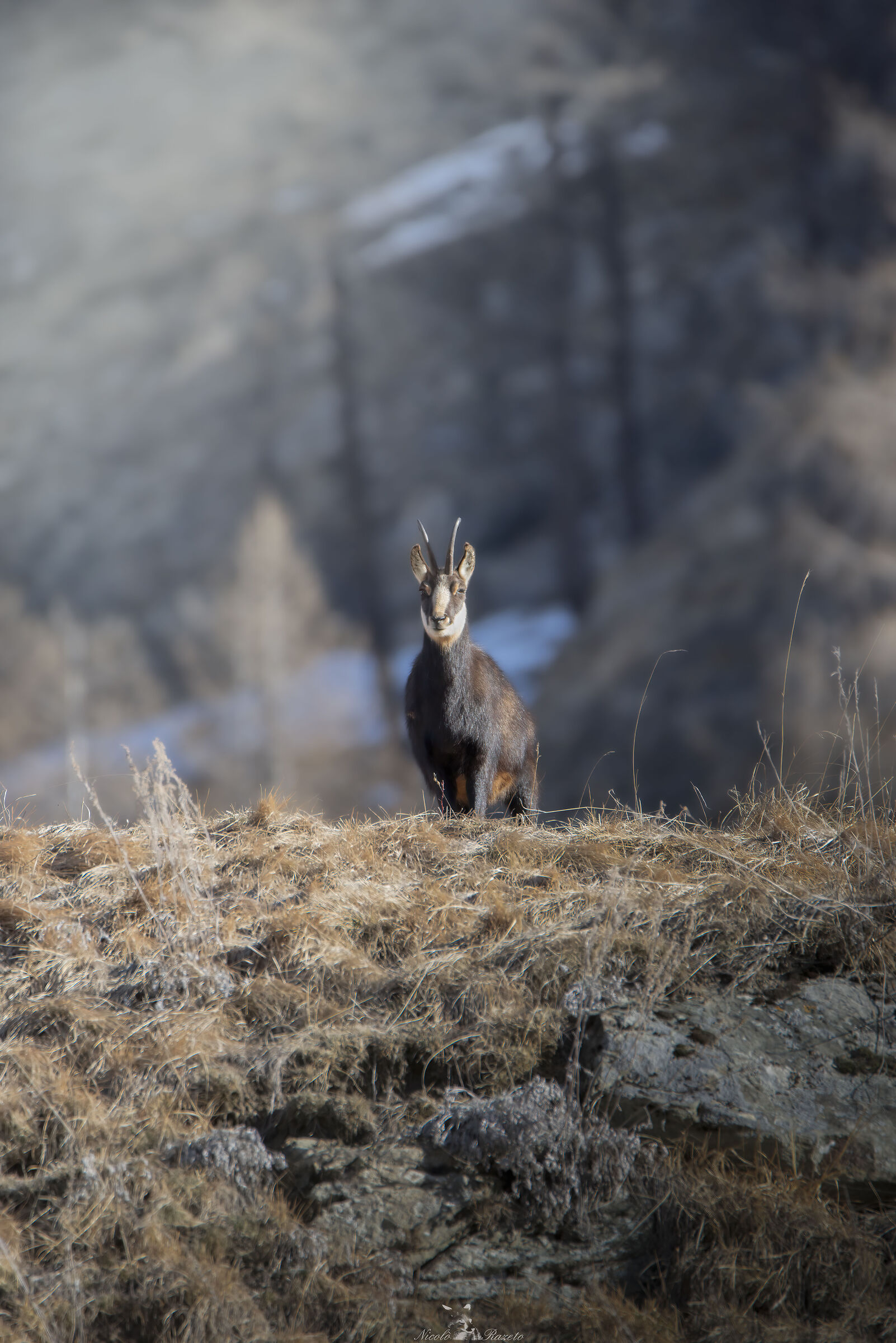 Chamois