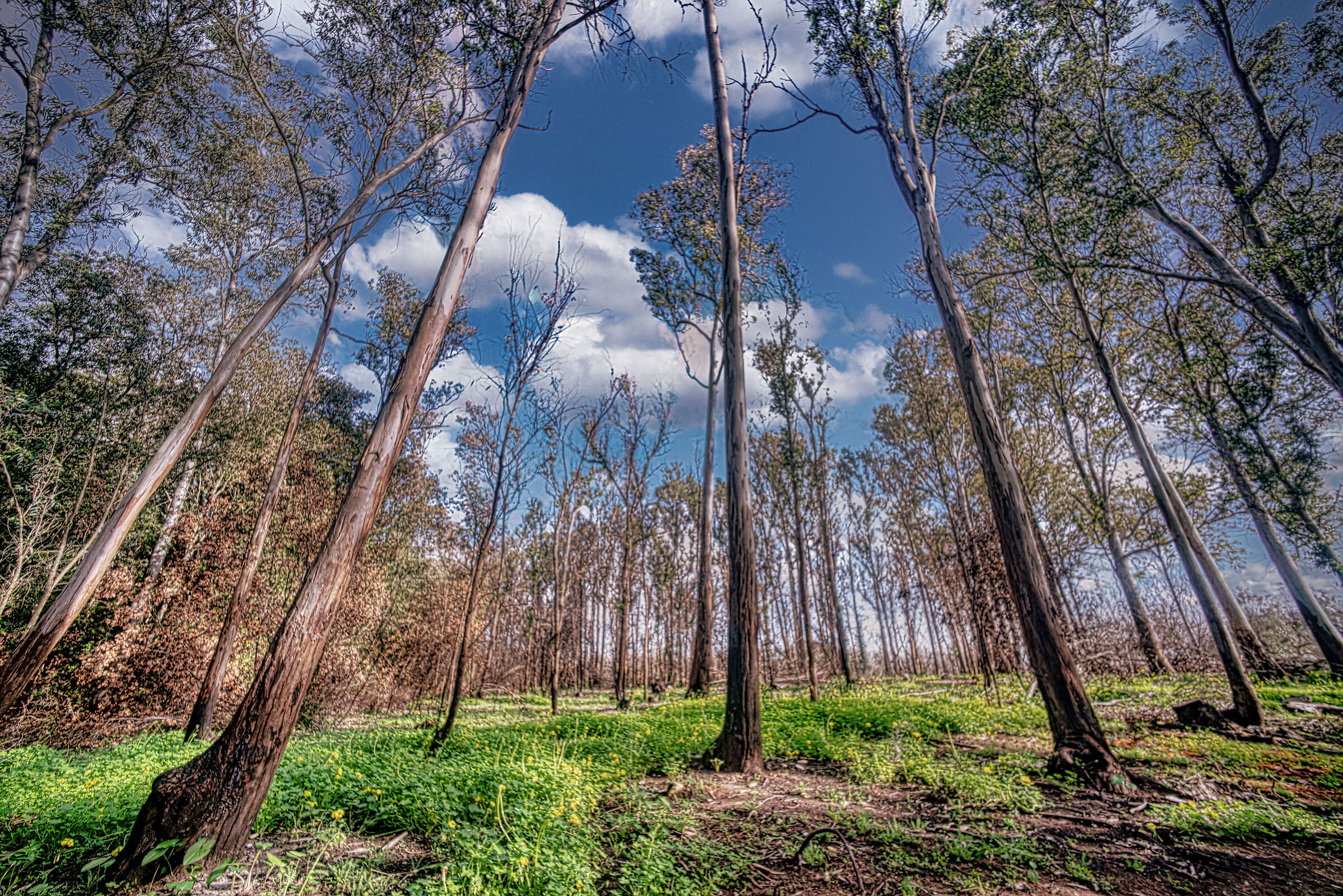 Trees