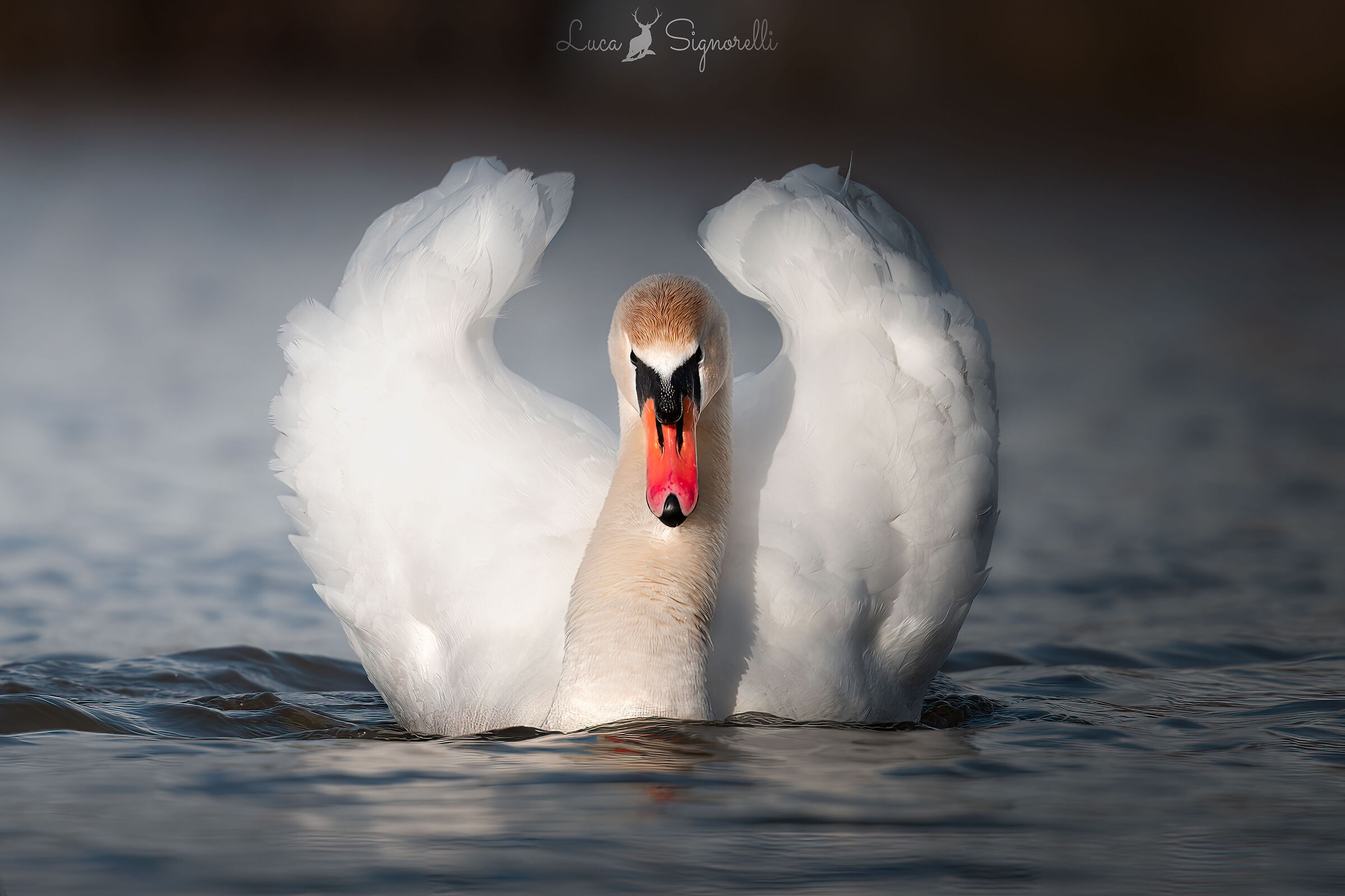 The elegance and beauty of the Royal Swan